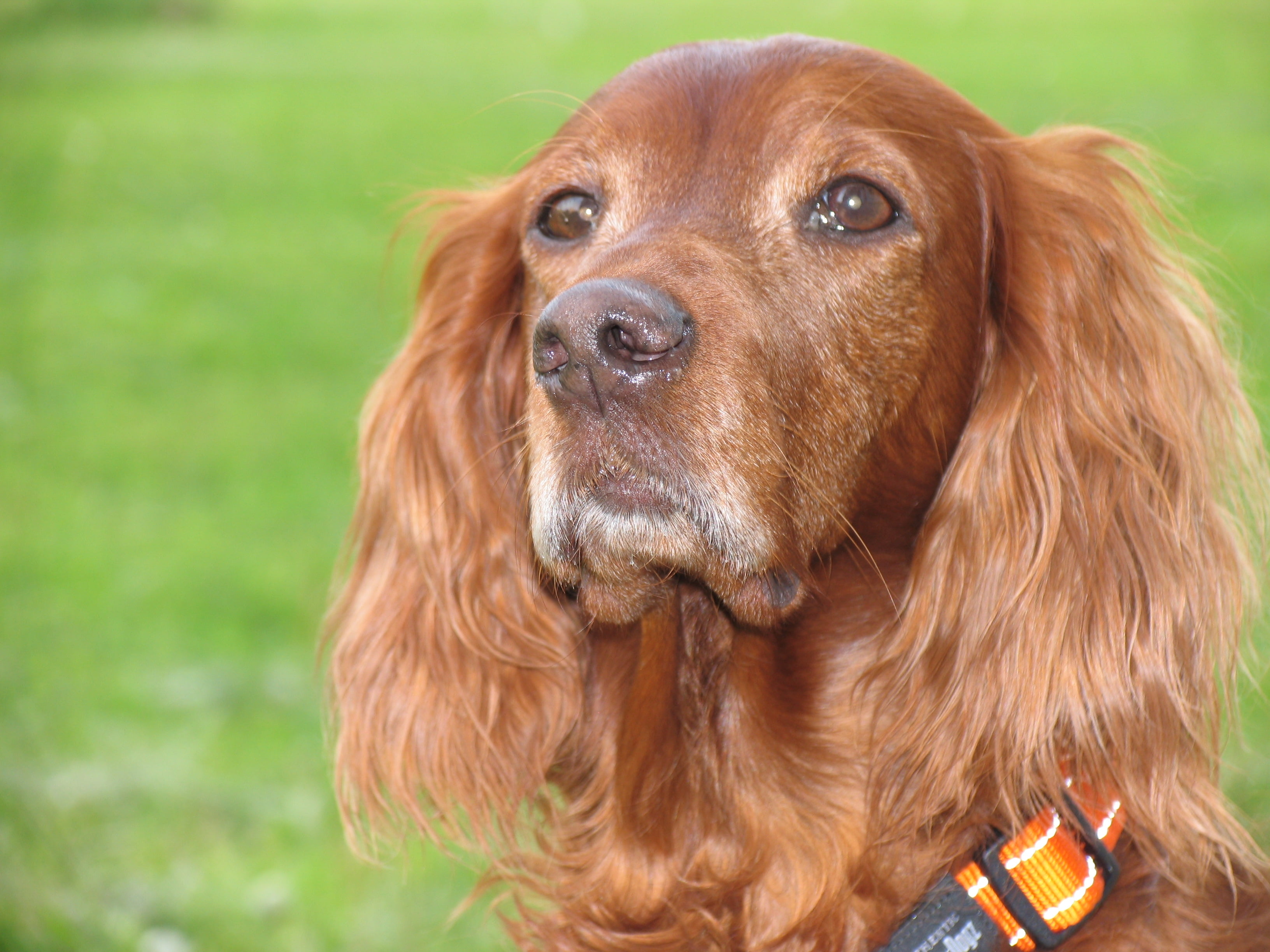 ears, 2K, no People, close-up, face, brown, beautiful, friendship, domestic Animals, portrait, purebred Dog, dog, nature, outdoors, irish Setter, coated, HD Wallpaper