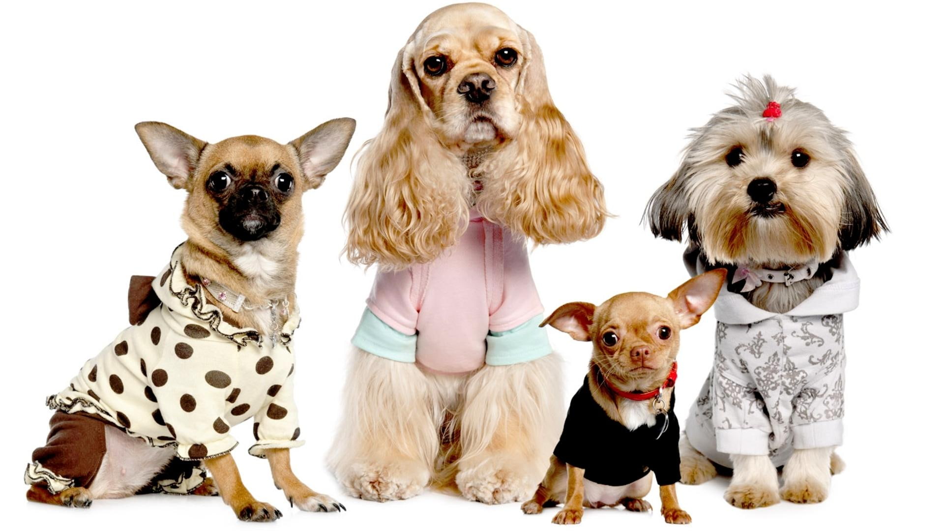cocker spaniel, chihuahua, pet, cute dogs, pets, 1080P, terrier, nature, models, animals, HD Wallpaper