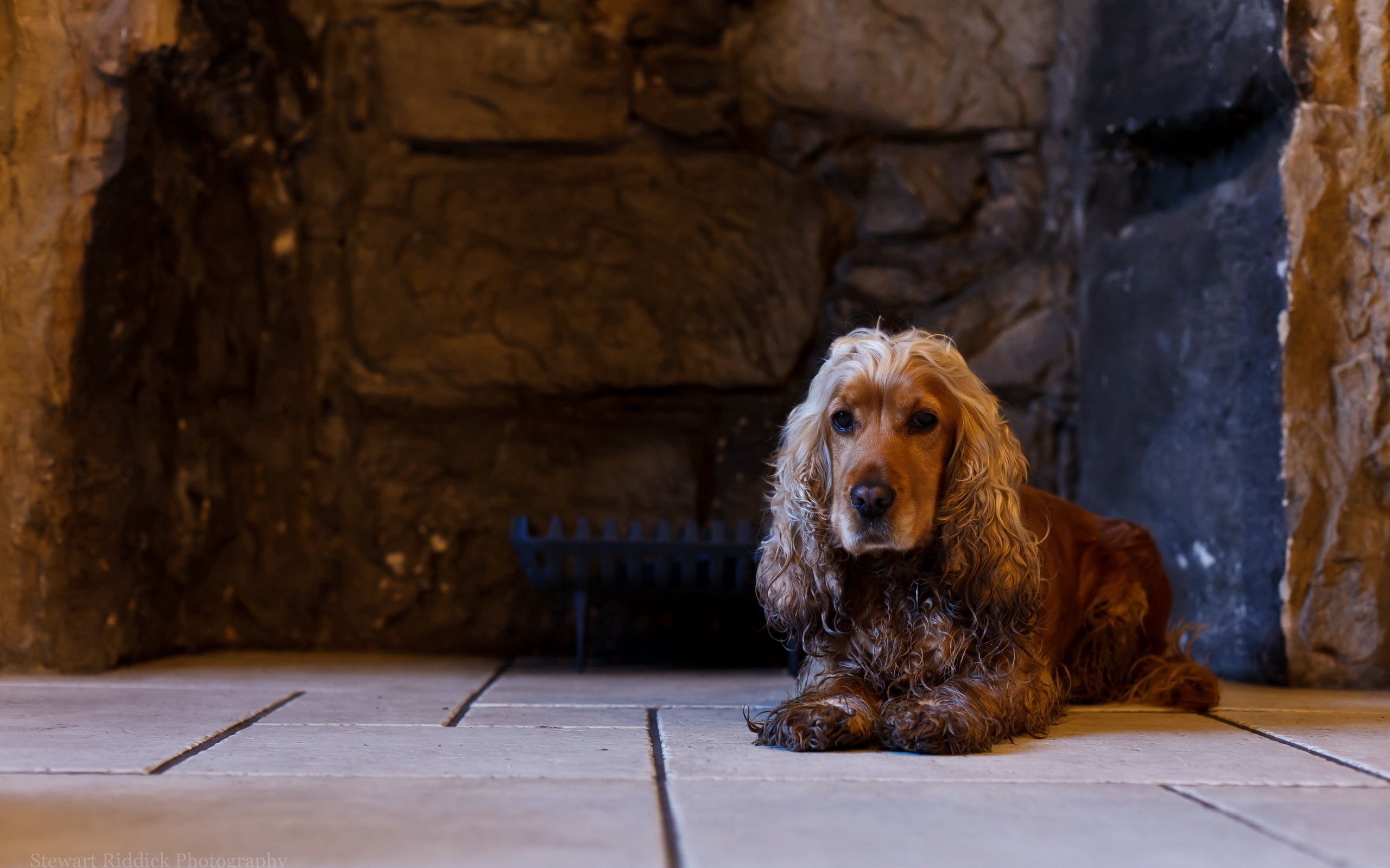 flooring, one animal, spaniel, vertebrate, backgrounds, mammal, domestic Animals, canine, pets, brown, wood - Material, outdoors, domestic, relaxation, HD Wallpaper