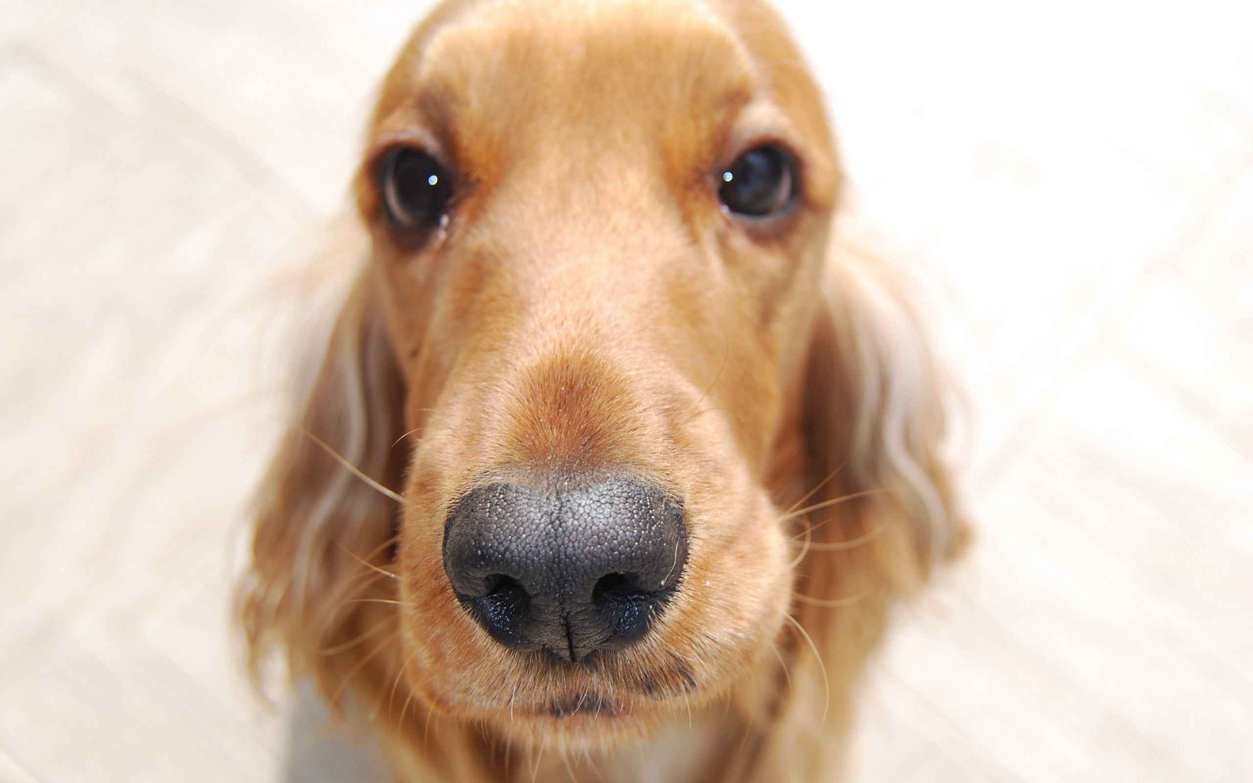 portrait, animal eye, adult, friendship, sitting, cute, snout, animal Head, golden retriever, nose, looking at camera, animal, brown, dachshund, no People, HD Wallpaper