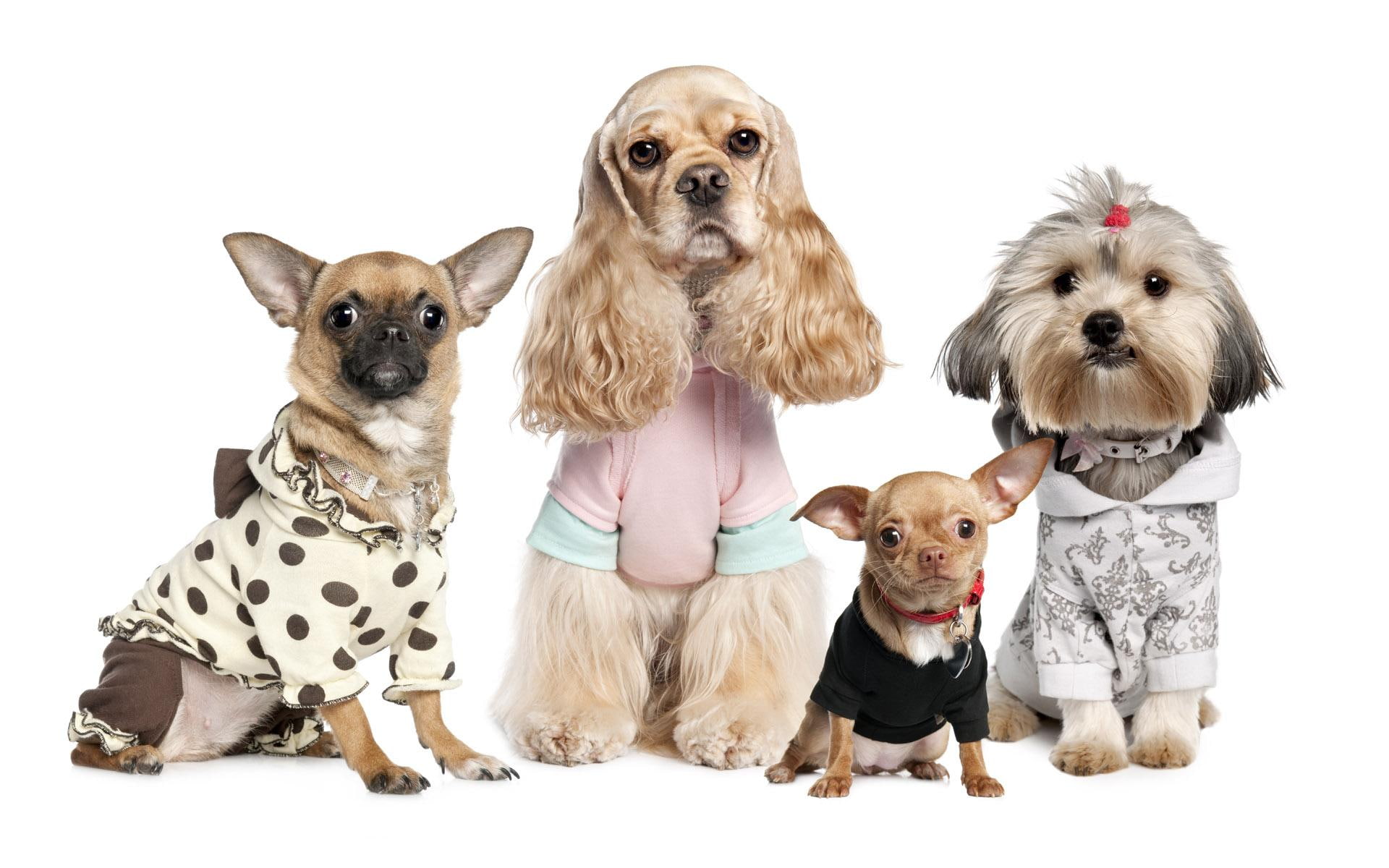 cocker, chihuahua, costume, animals, clothes, american, smooth, dogs, cute, gray, spaniel, tzu, shih, 1080P, HD Wallpaper