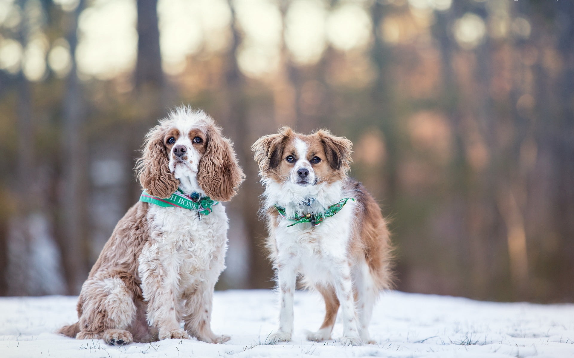 mammal, spaniel, cocker, canine, animal themes, land, domestic animals, dog, purebred dog, winter, one animal, small, brown, cold temperature, american, HD Wallpaper