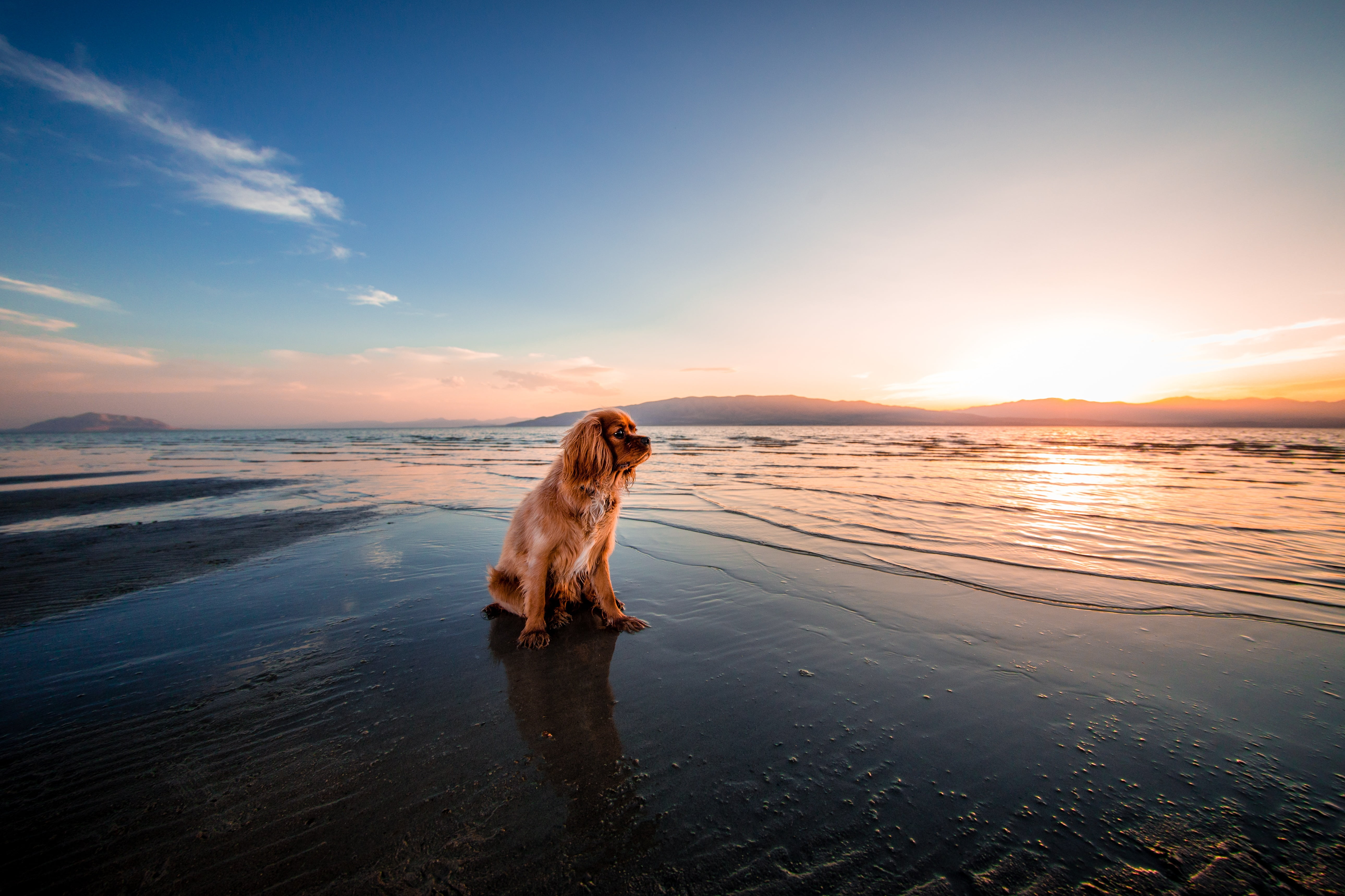 purebred Dog, sunlight, dog, water, summer, lake, domestic, cocker, 5K, pets, american, mammal, shore, tan, animal, land, spaniel, scenics - nature, beach, HD Wallpaper