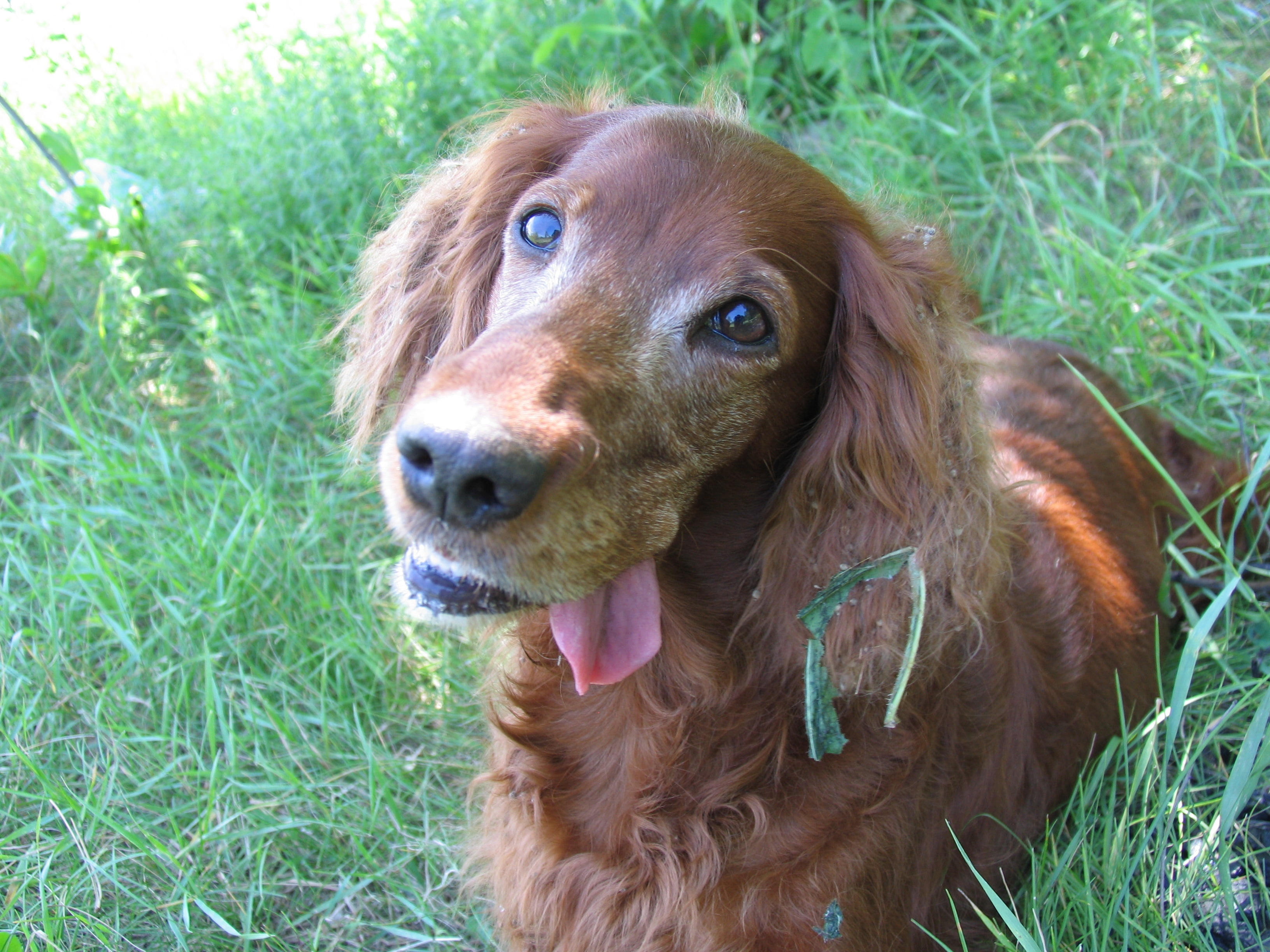 red, animal Head, dog, face, looking, setter - Dog, one animal, short, human Face, brown, domestic, close-up, beautiful, 2K, pets, mammal, animal themes, HD Wallpaper