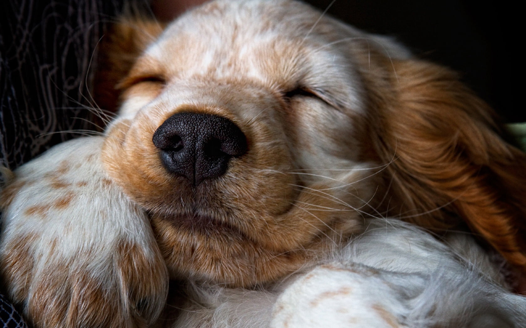 resting, young Animal, sleep, animal, portrait, close-up, sitting, animal Nose, pets, fur, brown, one Animal, domestic, white, spaniel, eyes closed, snout, HD Wallpaper