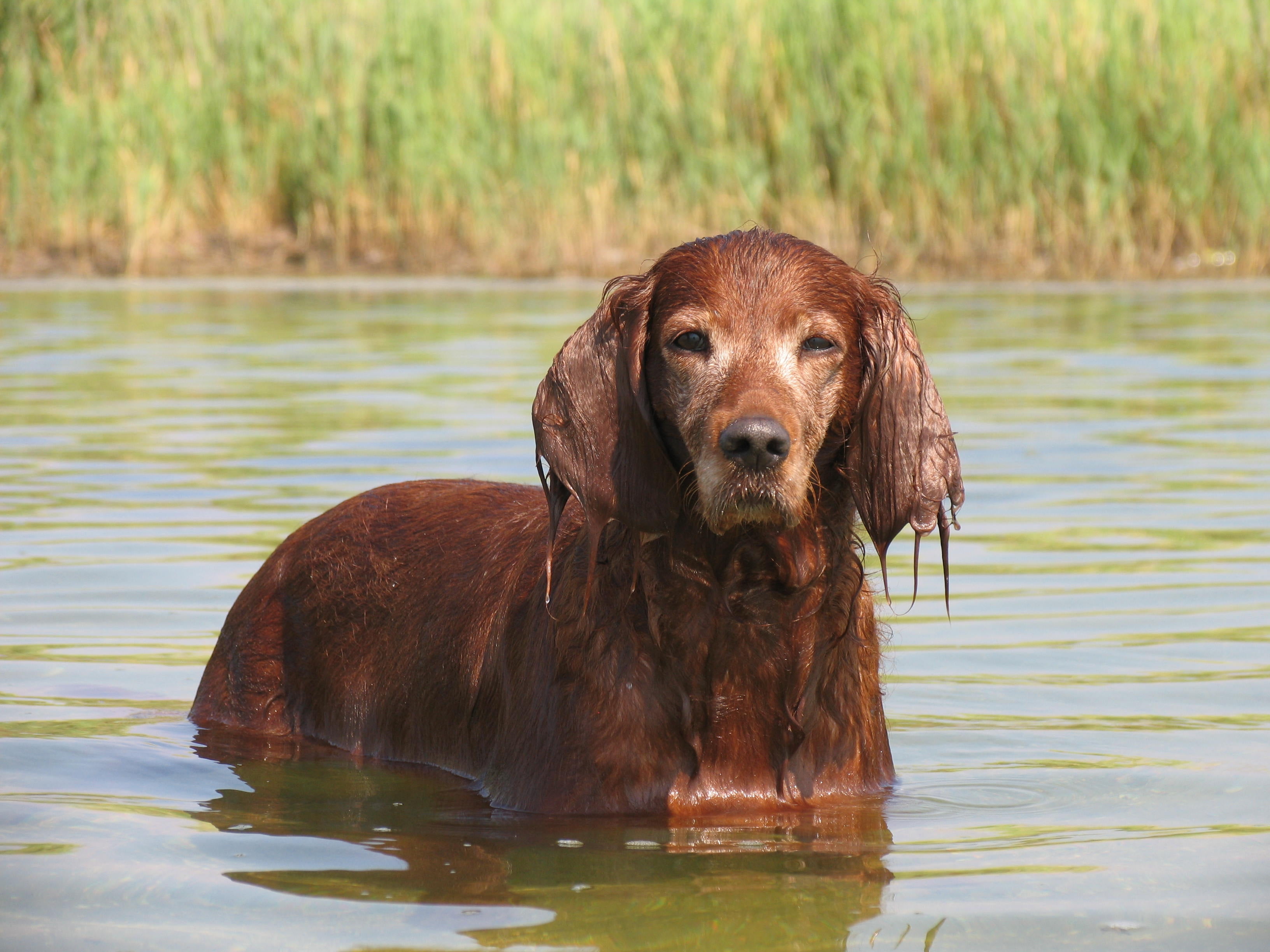 pets, domestic animals, friendship, beautiful, red, wet, hound, puppy, close, no people, cocker Spaniel, ears, dog, body, water, day, spaniel, animal, river, HD Wallpaper