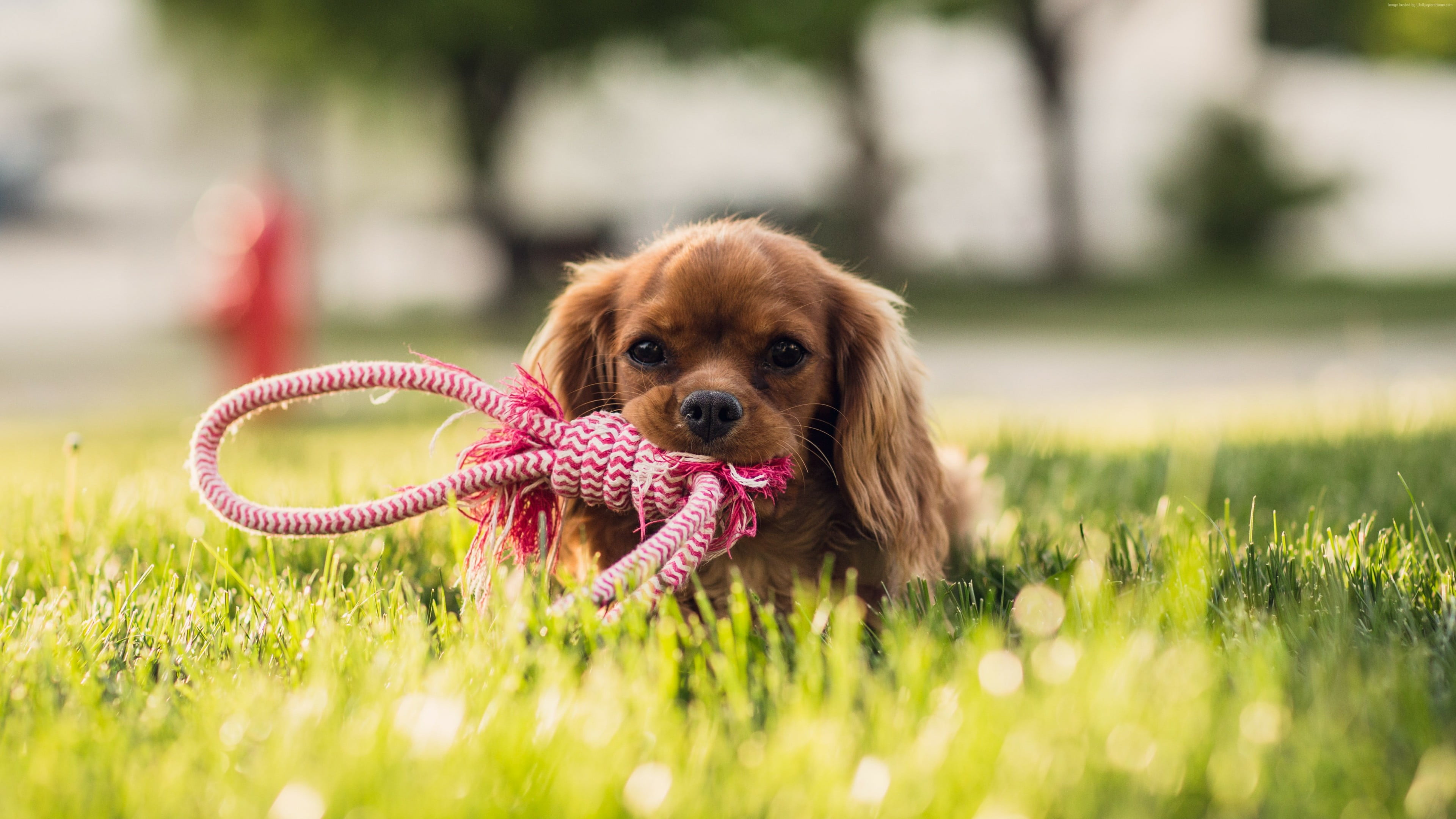 young animal, spaniel, small, one animal, no people, cocker spaniel, pets, canine, domestic, chew, cute, innocence, dog breed, 4K, animal themes, domestic animals, HD Wallpaper