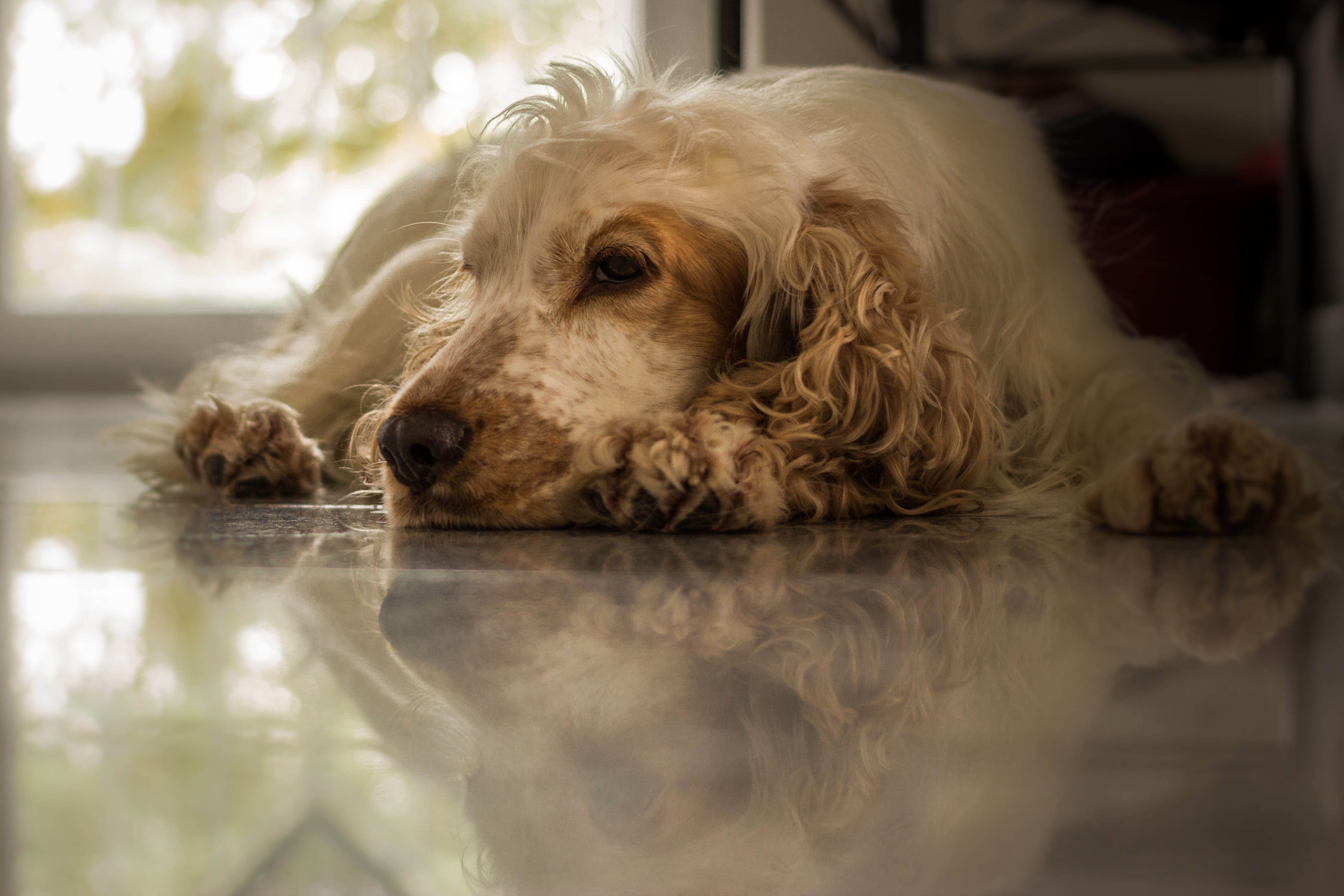 domestic animals, one animal, dog, english cocker spaniel, 4K, canine, waiting, ground, retriever, day, animal, lying down, portrait, brown, indoors, cocker spaniel, HD Wallpaper
