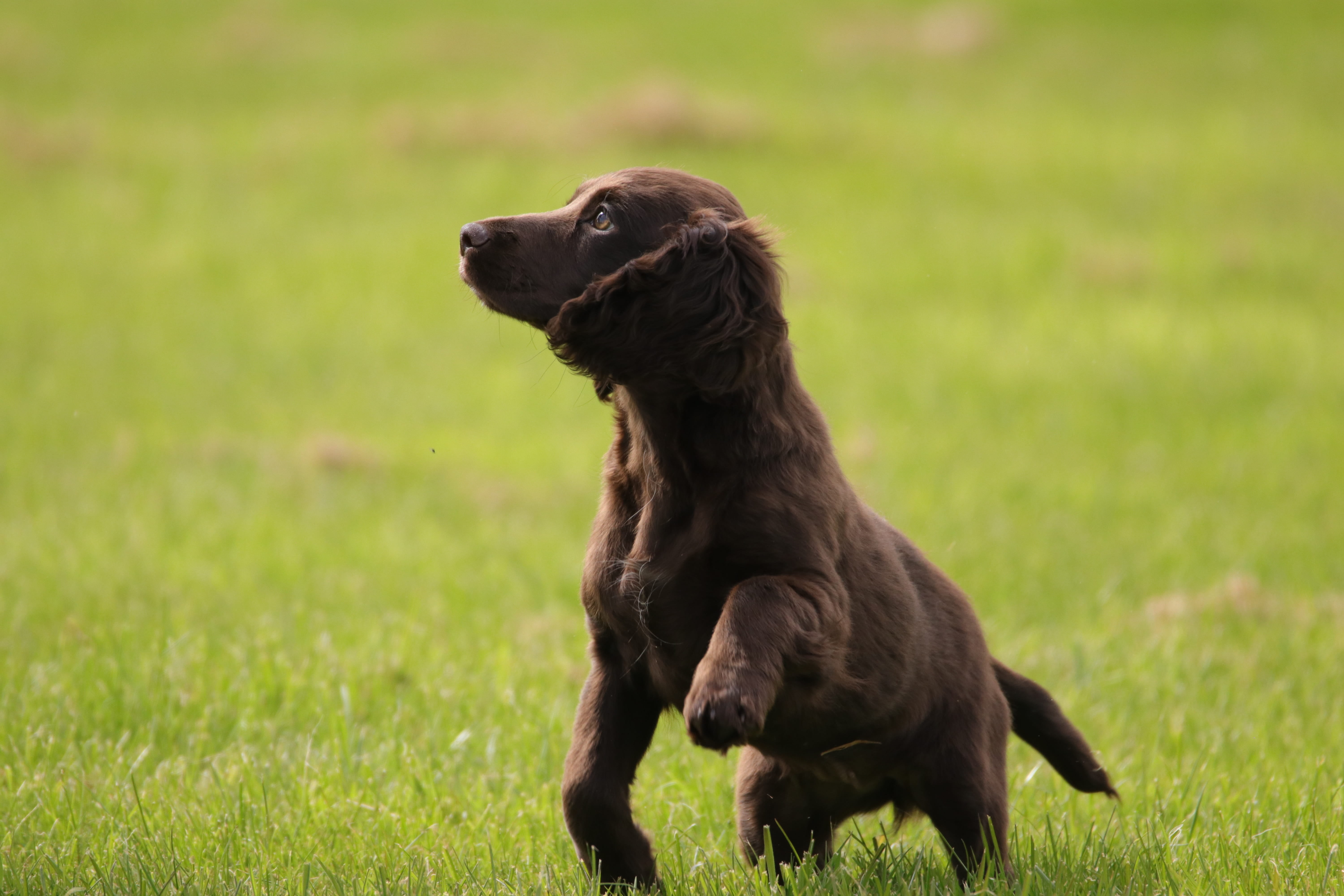 spaniel, pets, animal themes, profile view, brown, dog, green color, focus on foreground, outdoors, day, breed, mammal, pet, cocker, vertebrate, grass, HD Wallpaper