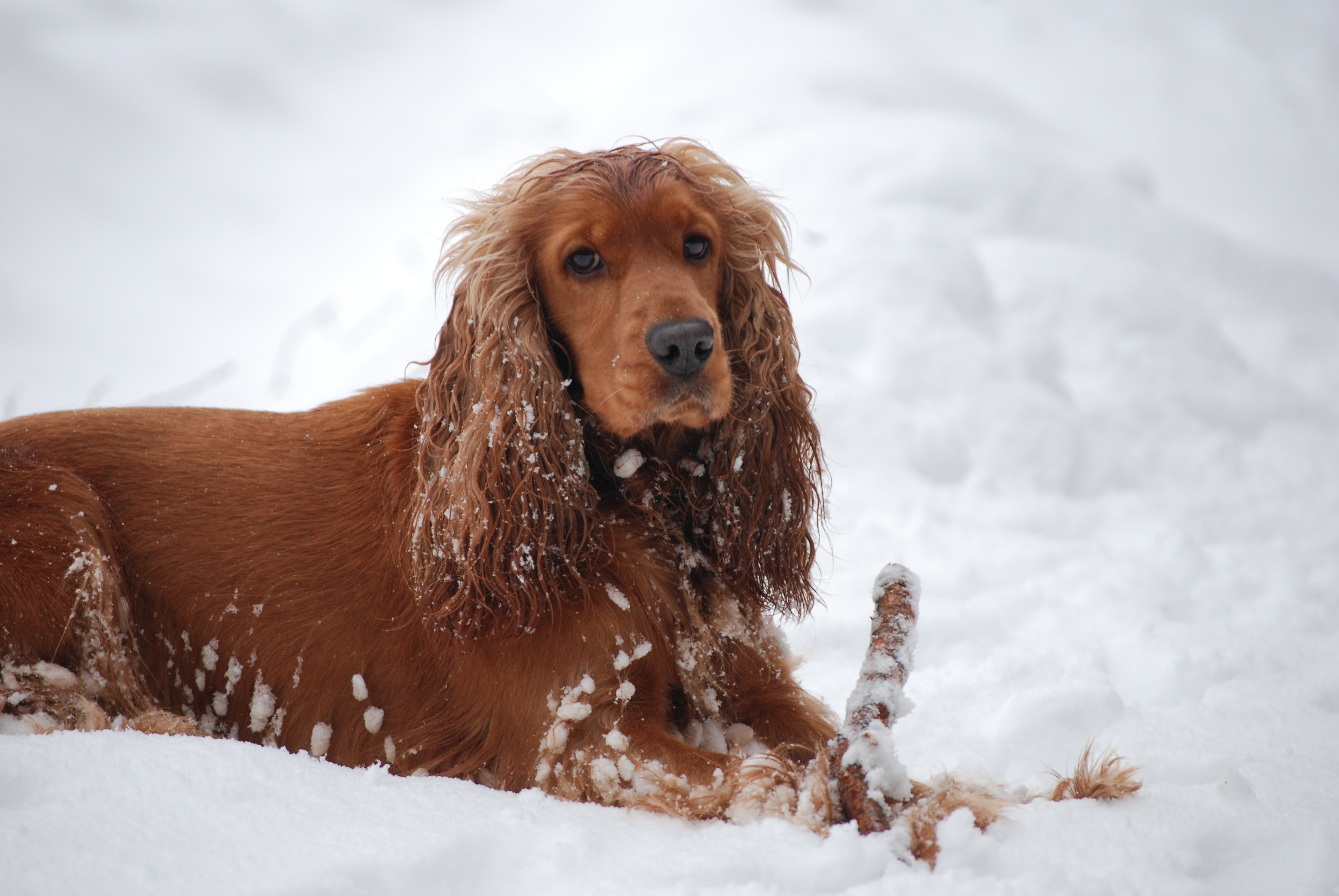coocker, brown, red, spaniel, english, canine, doggy, 4K, domestic animals, adult, fun, cocker, mammal, hairstyle, pets, winter, dog, sitting, lying, water toy, HD Wallpaper