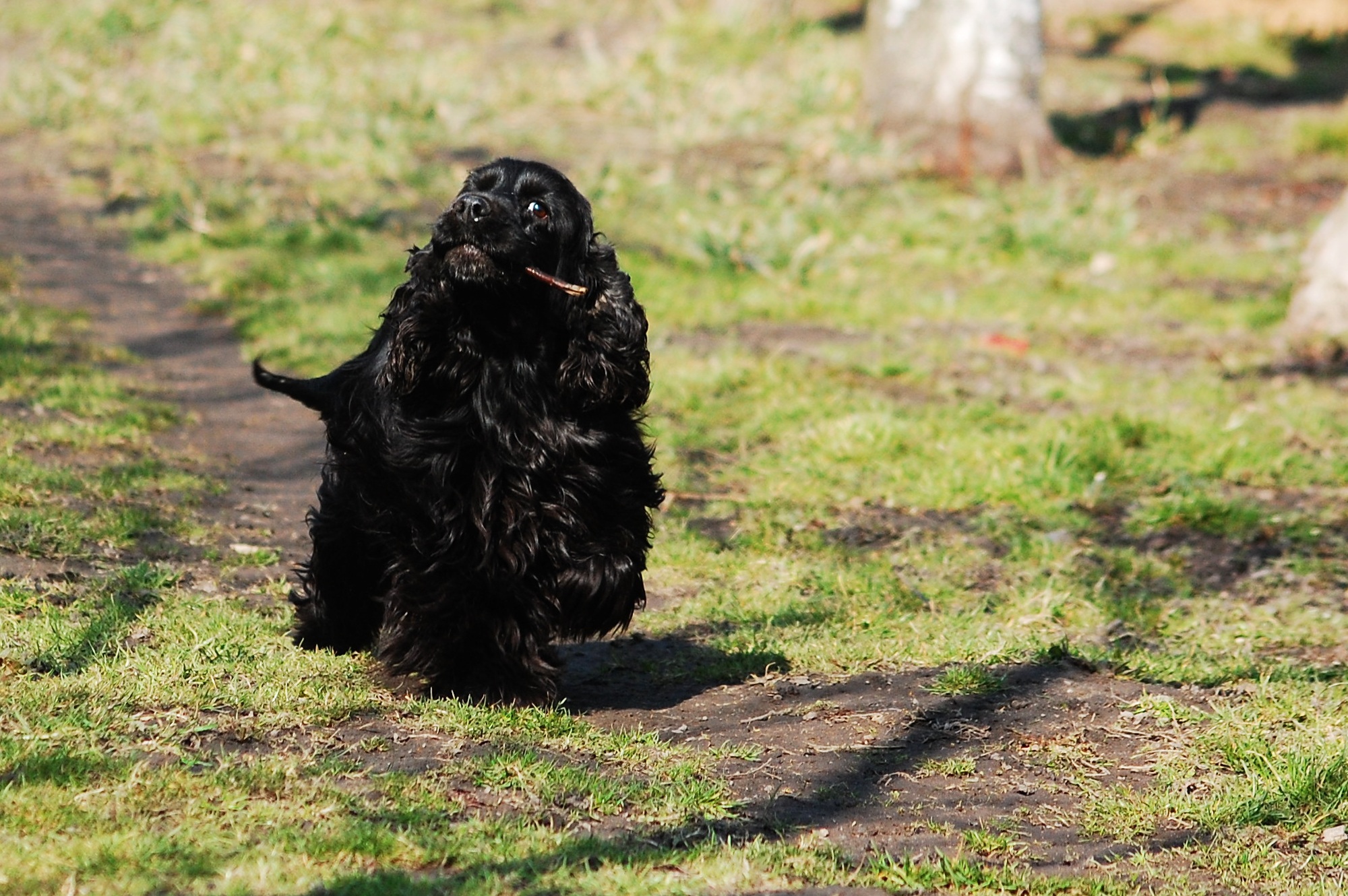 no people, doggy, their, sweet, 1080P, black, grass, at the court of, pets, joy, look, it lies, domestic animals, cocker spaniel, outdoors, field, day, HD Wallpaper