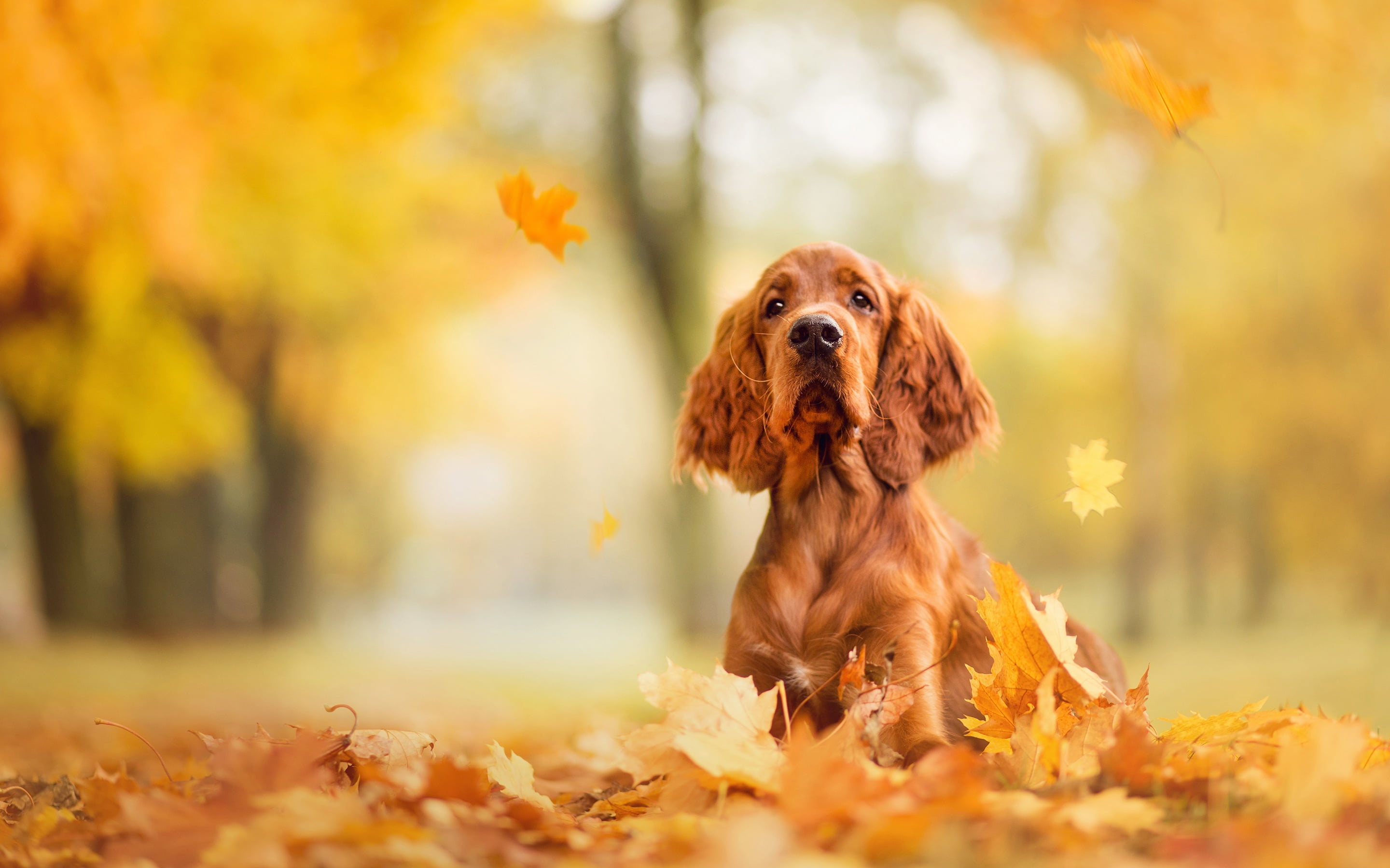 Cocker Spaniel, autumn, look, falling leaves, face, dog, sadness, nose, English, breed, red, Park, 2K, foliage, HD Wallpaper