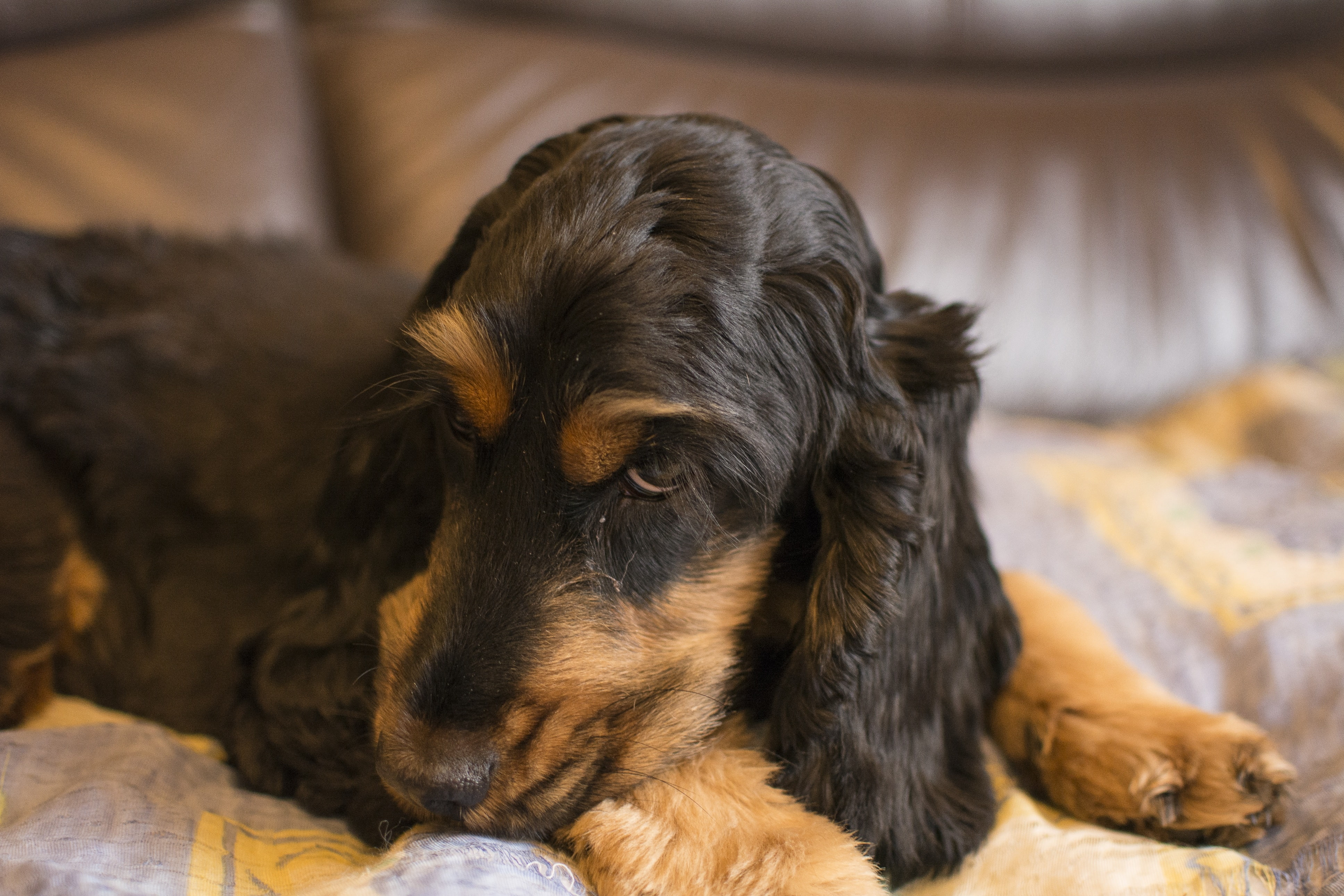 4K, Animal, lying down, english cocker spaniel, HD Wallpaper