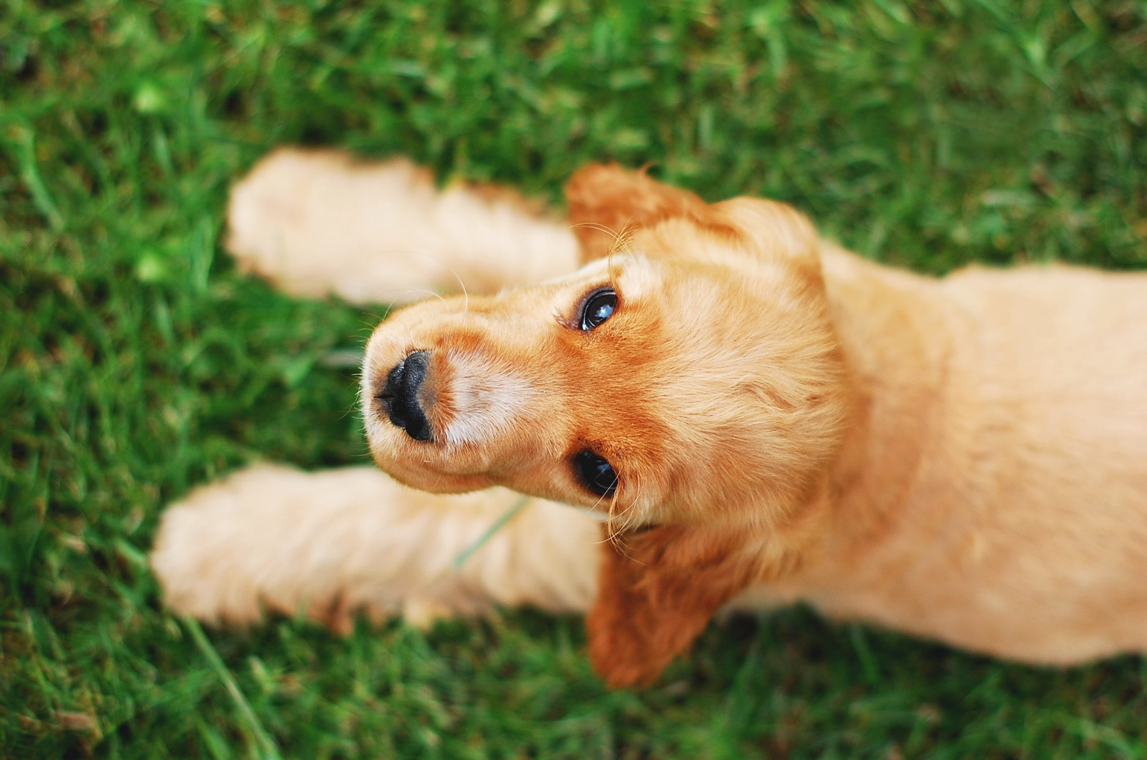 cocker spaniel english, spaniel, day, land, breed, close-up, domestic animals, grass, young, long, one animal, portrait, lying, adorable, vertebrate, no people, HD Wallpaper