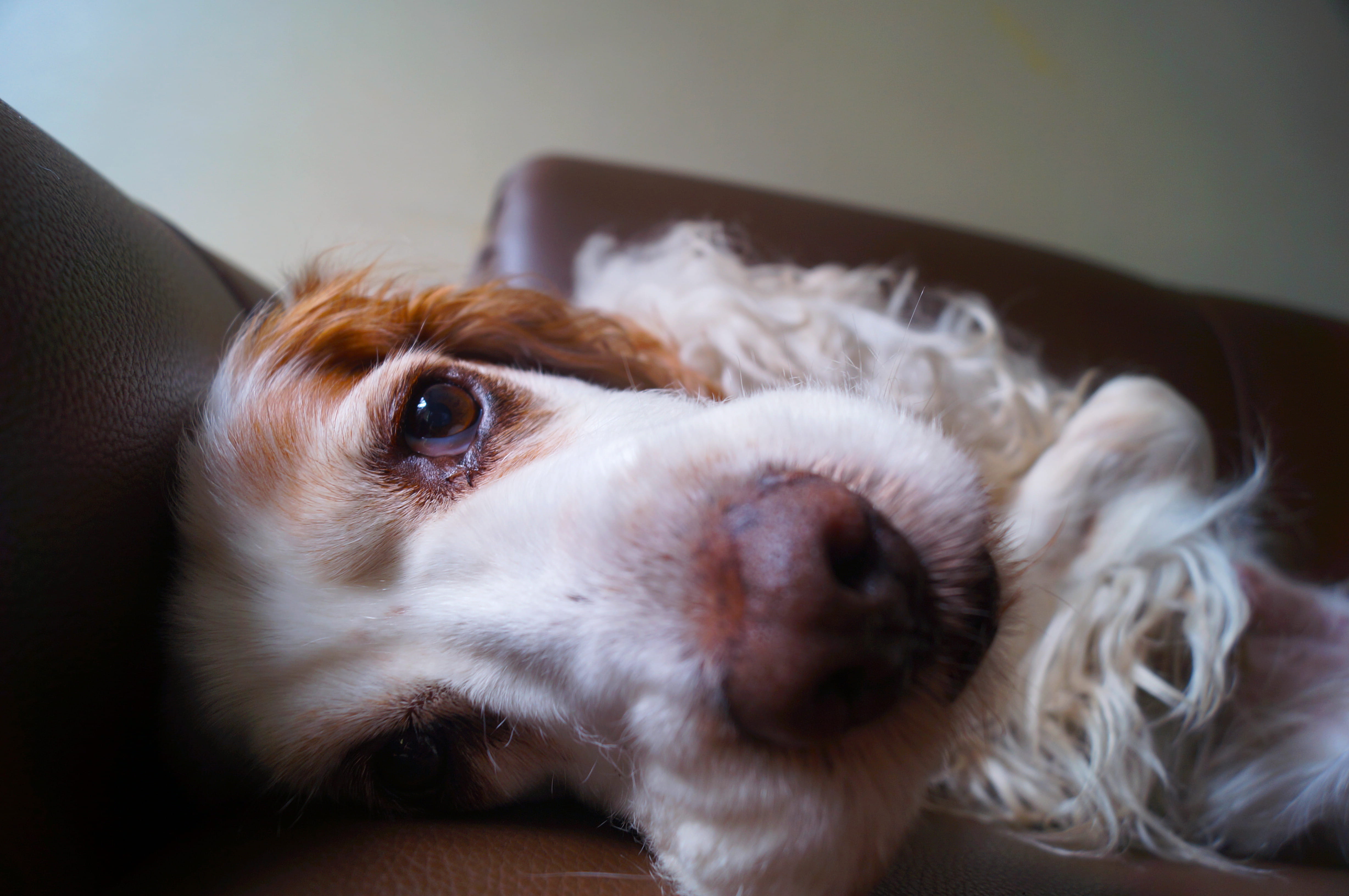 domestic animals, small, no people, cocker, 4K, home interior, english, indoors, animal, close-up, lap dog, white, relaxation, whisker, sit, domestic, HD Wallpaper