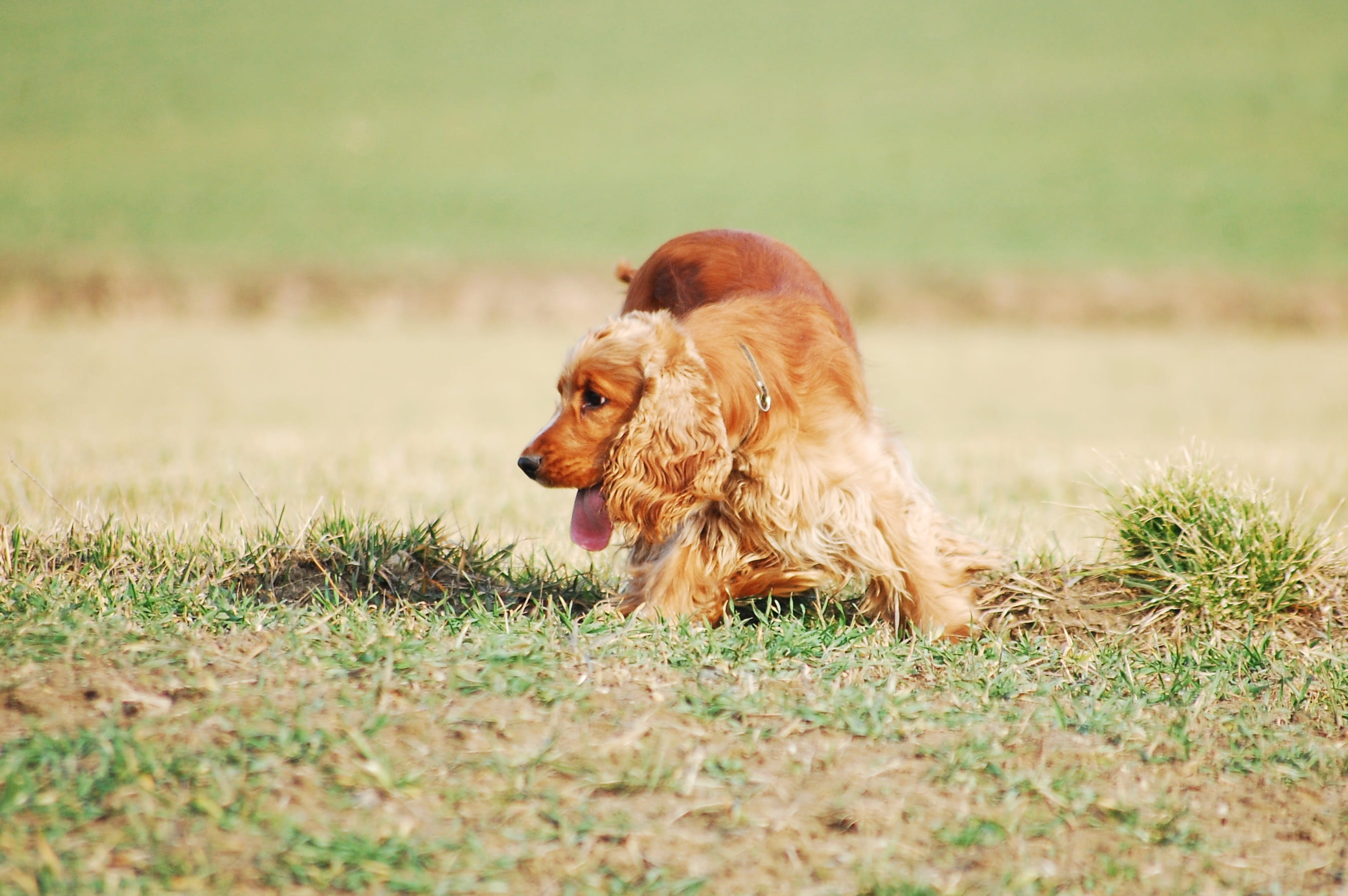 domestic animals, rudy, cocker spaniel english, spacer, selective focus, one animal, coker, thoroughbred, nature, on a walk, gold, red, grass, canine, dog, HD Wallpaper