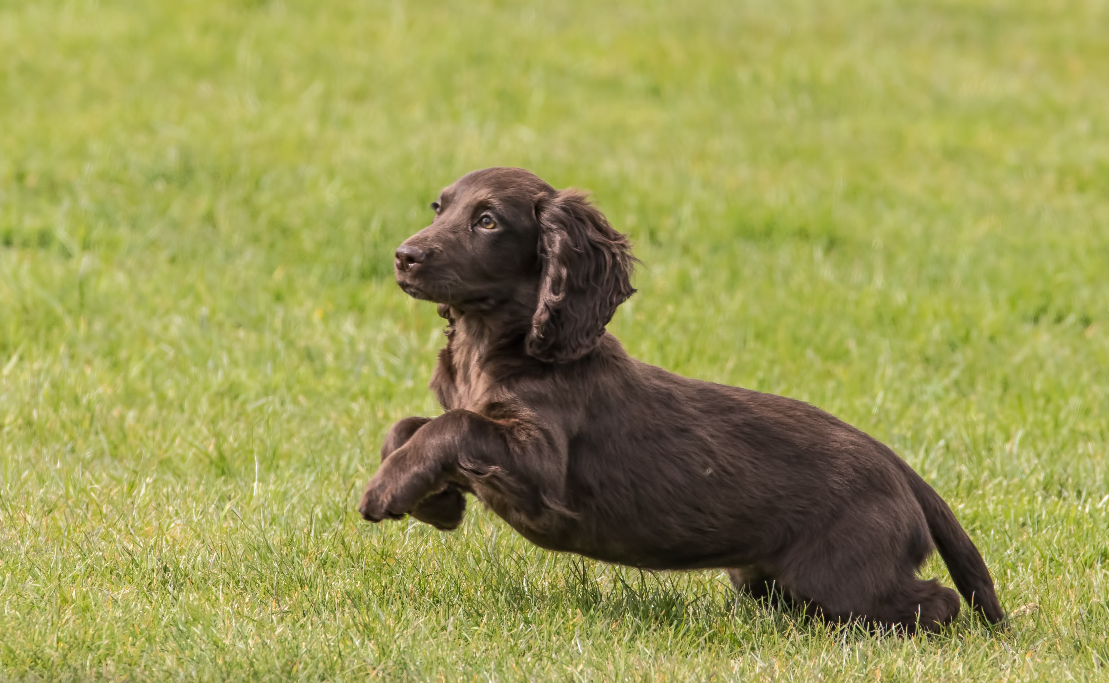 cocker, day, nature, vertebrate, green color, doggy, looking away, mammal, land, one animal, canine, pet, plant, english, cute, field, no people, animal, HD Wallpaper