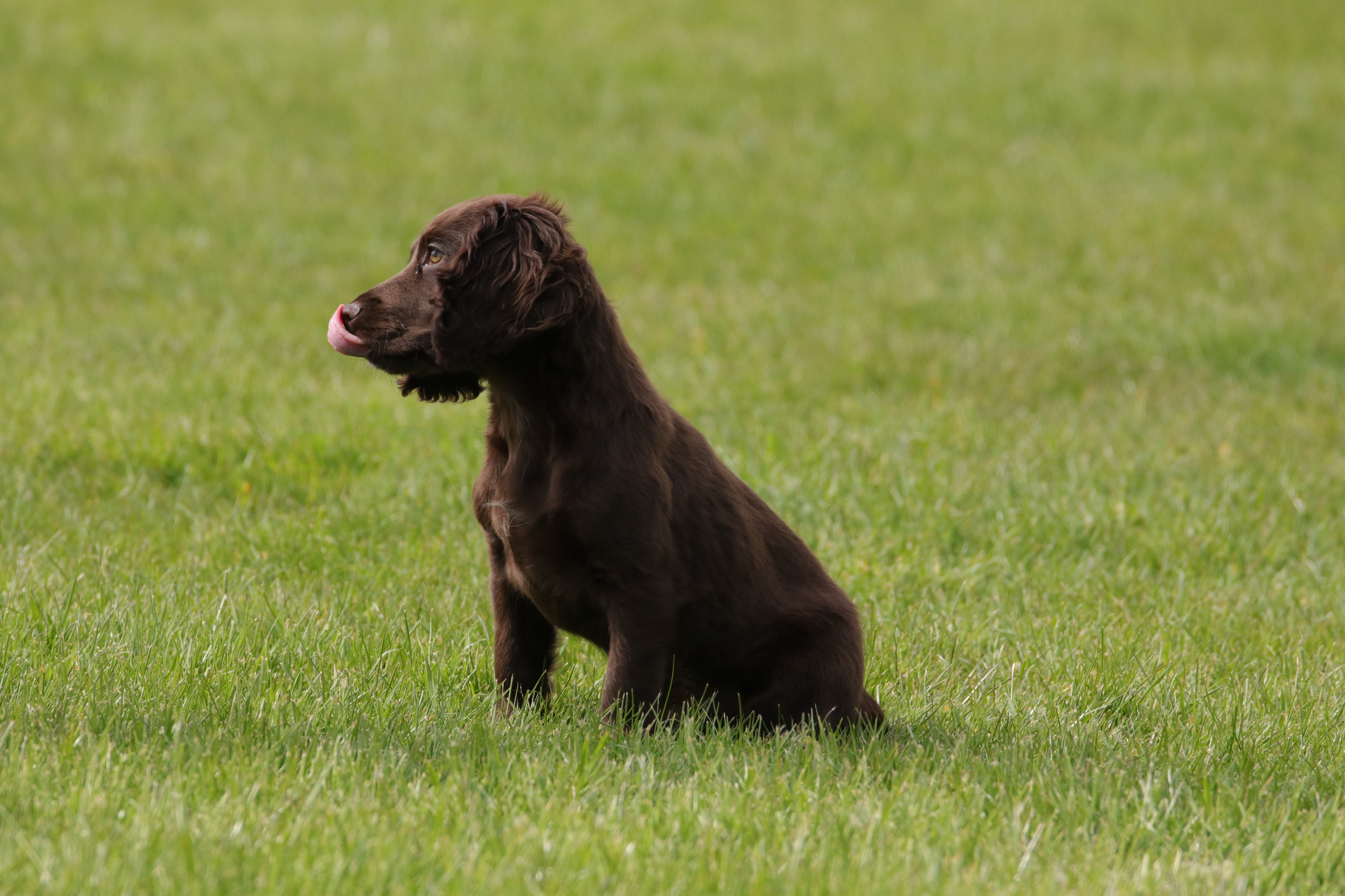 pet, grass, animal themes, outdoors, animal, looking away, purebred, spaniel, cocker, breed, vertebrate, plant, fur, mammal, pedigree, green color, side view, HD Wallpaper