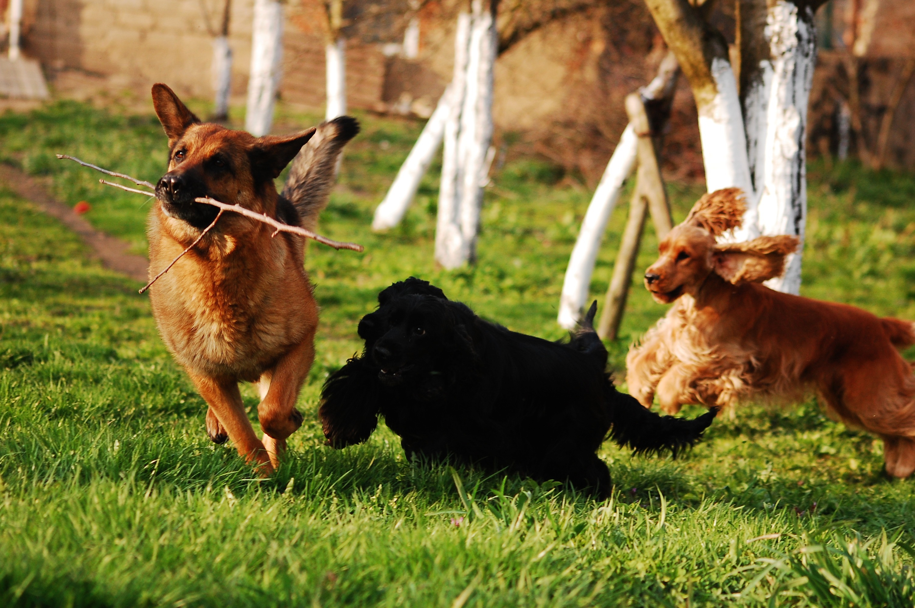 black bay area, green color, 2K, plant, rudy, this, canine, fun, spaniel, land, herd, animal, stick, animal themes, joy, domestic, german shepherd, german, HD Wallpaper