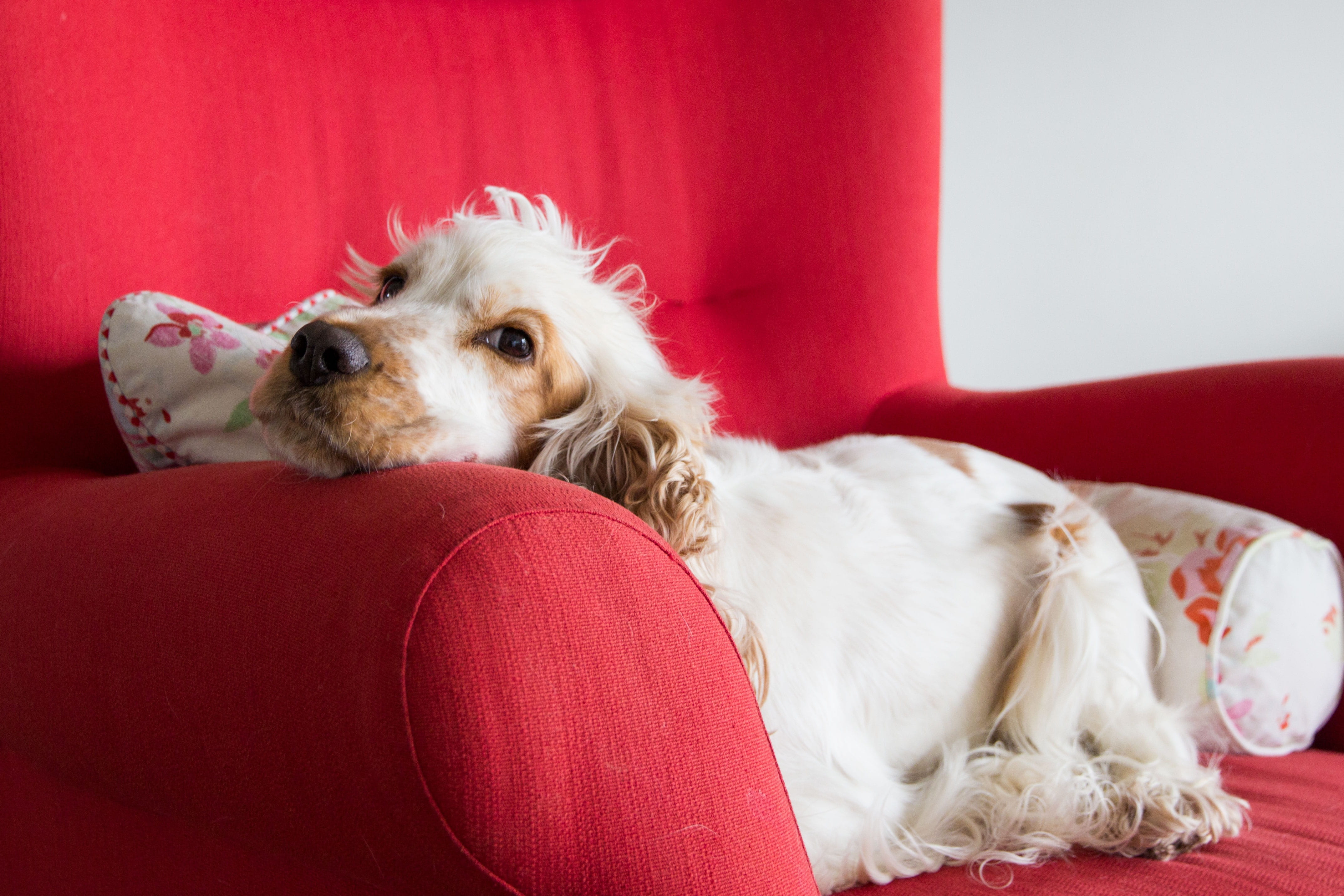cocker, relax, mammal, furniture, sweet, domestic animals, small, dog, animal world, portrait, relaxation, cocker spaniel, one animal, purebred dog, white color, HD Wallpaper