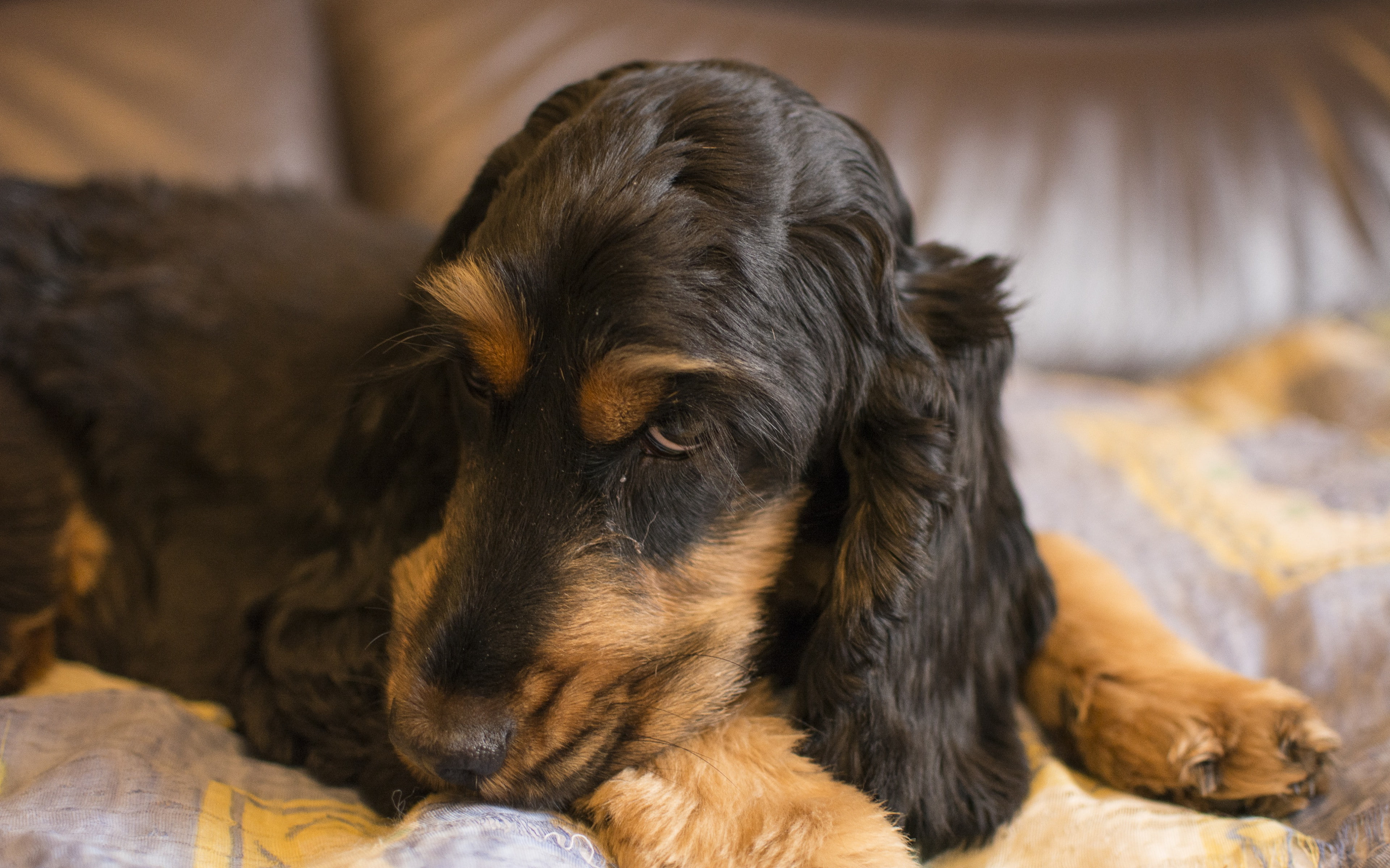 4K, dog backgrounds, muzzle, english cocker spaniel, HD Wallpaper