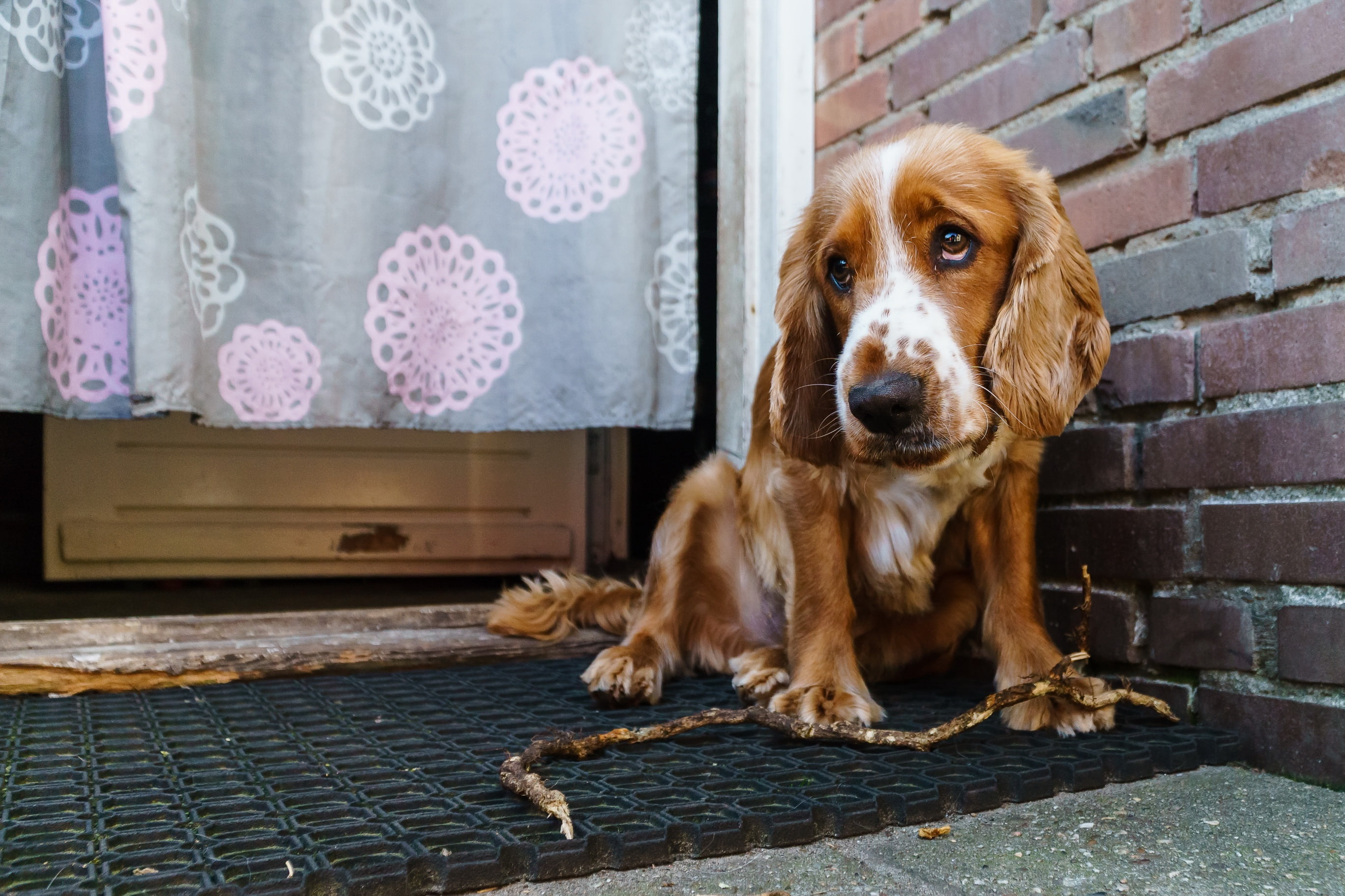 house, dog, 2K, each, English Cocker Spaniel, HD Wallpaper