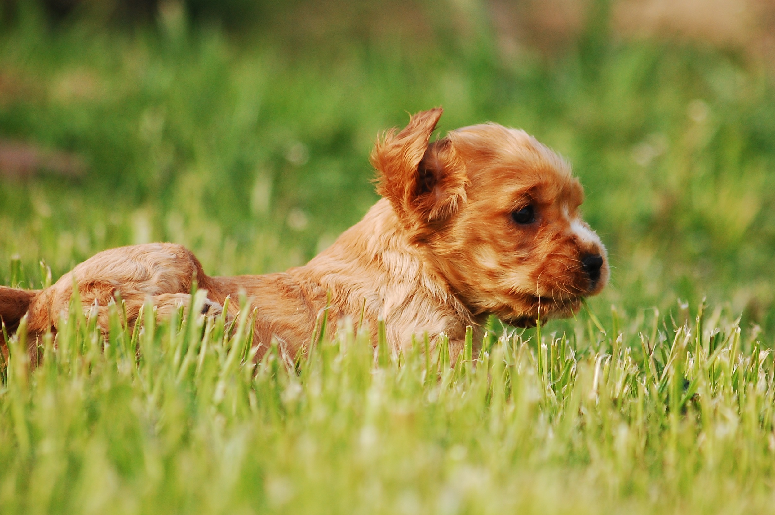 1080P, spaniel, one animal, puppy, field, vertebrate, nature, animal, sweet, dog, doggy, canine, selective focus, green, land, domestic, mammal, summer, HD Wallpaper