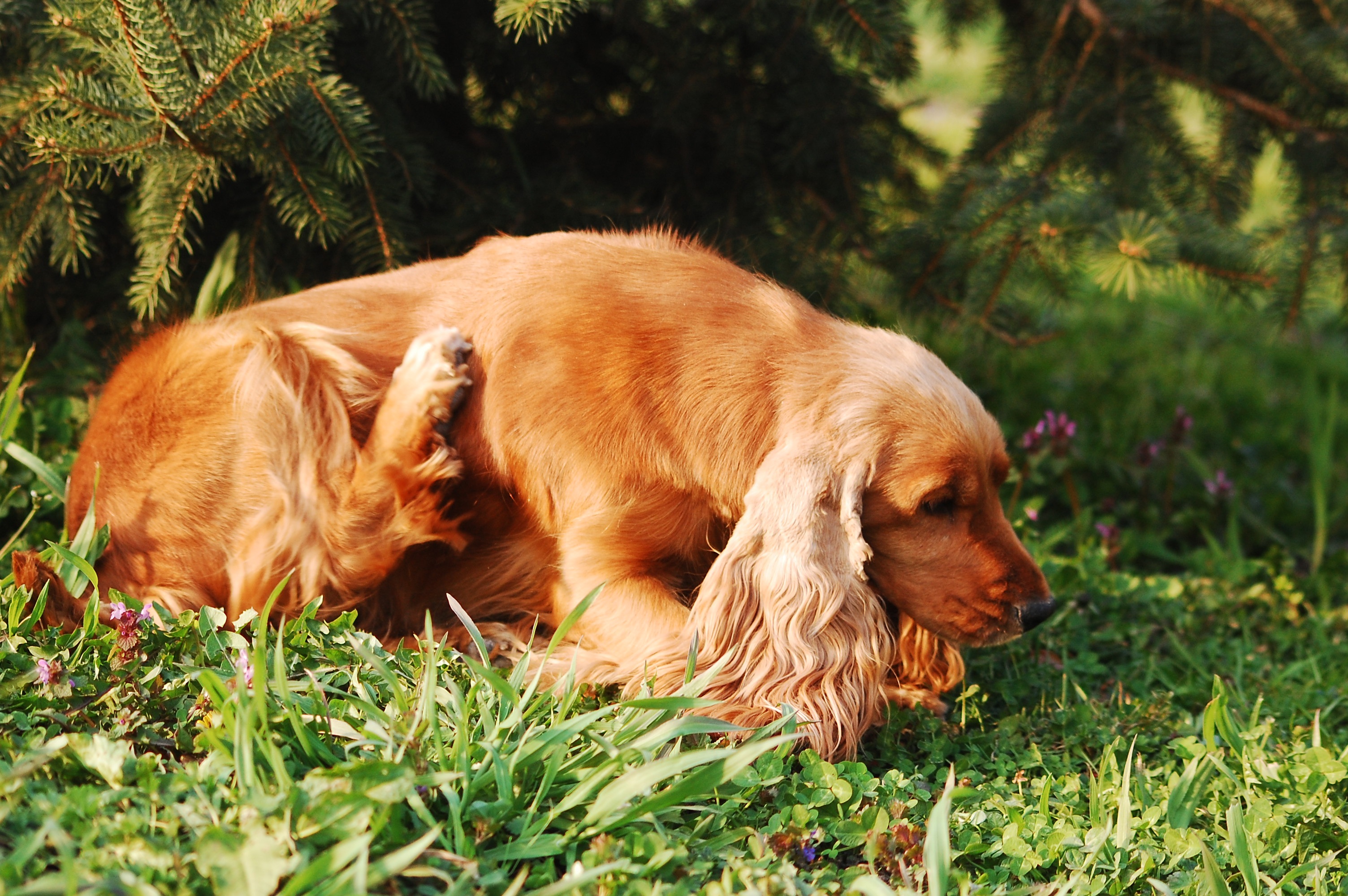 scratch, plant, land, mammal, animal themes, no people, outdoors, brown, dog, green color, nature, red, domestic animals, adult, field, lying, gold, green, HD Wallpaper