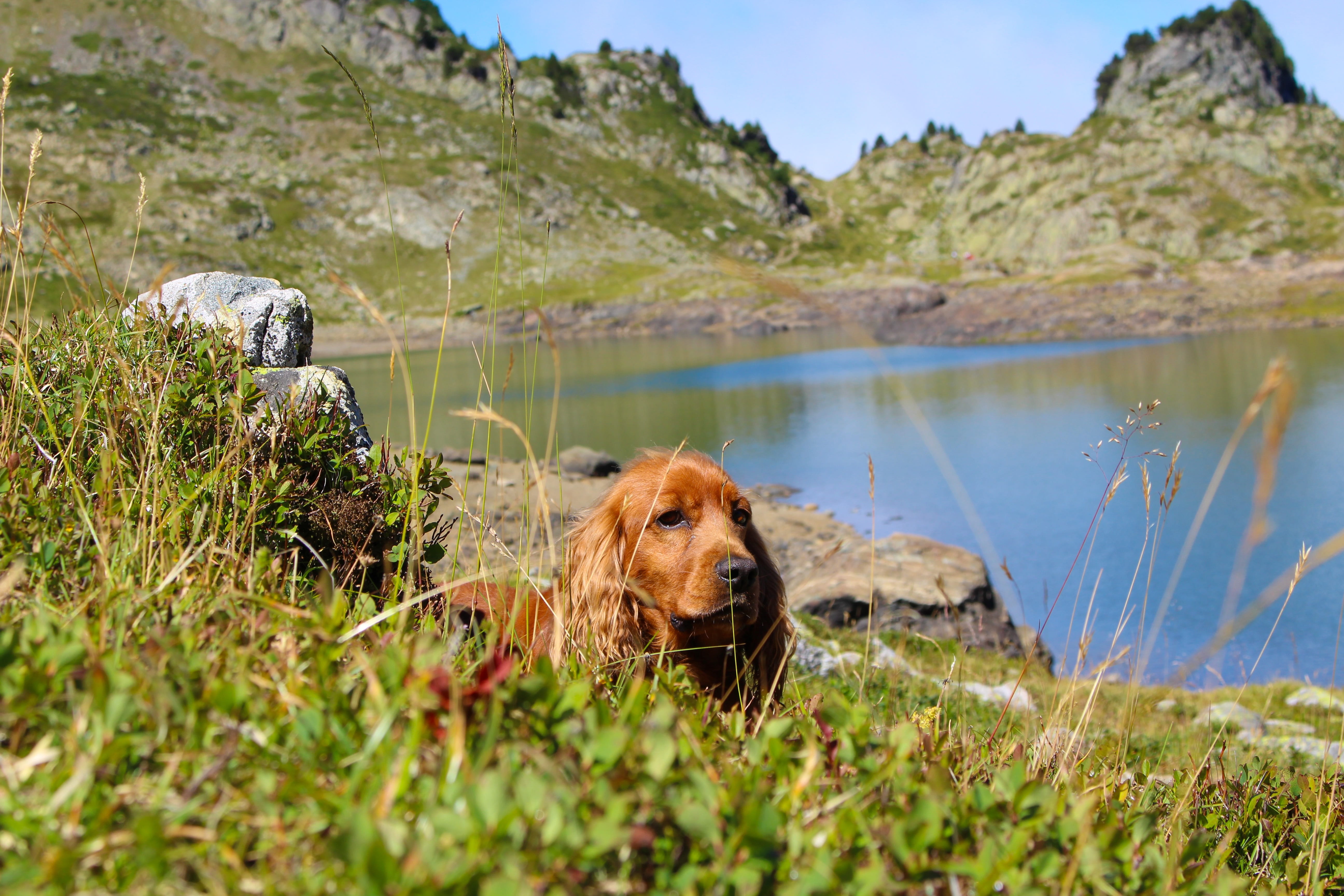 mammal, domestic animals, high mountain, cocker spaniel, dog, pets, alps, plant, day, grass, green grass, canine, one animal, animal themes, france, hiking, HD Wallpaper