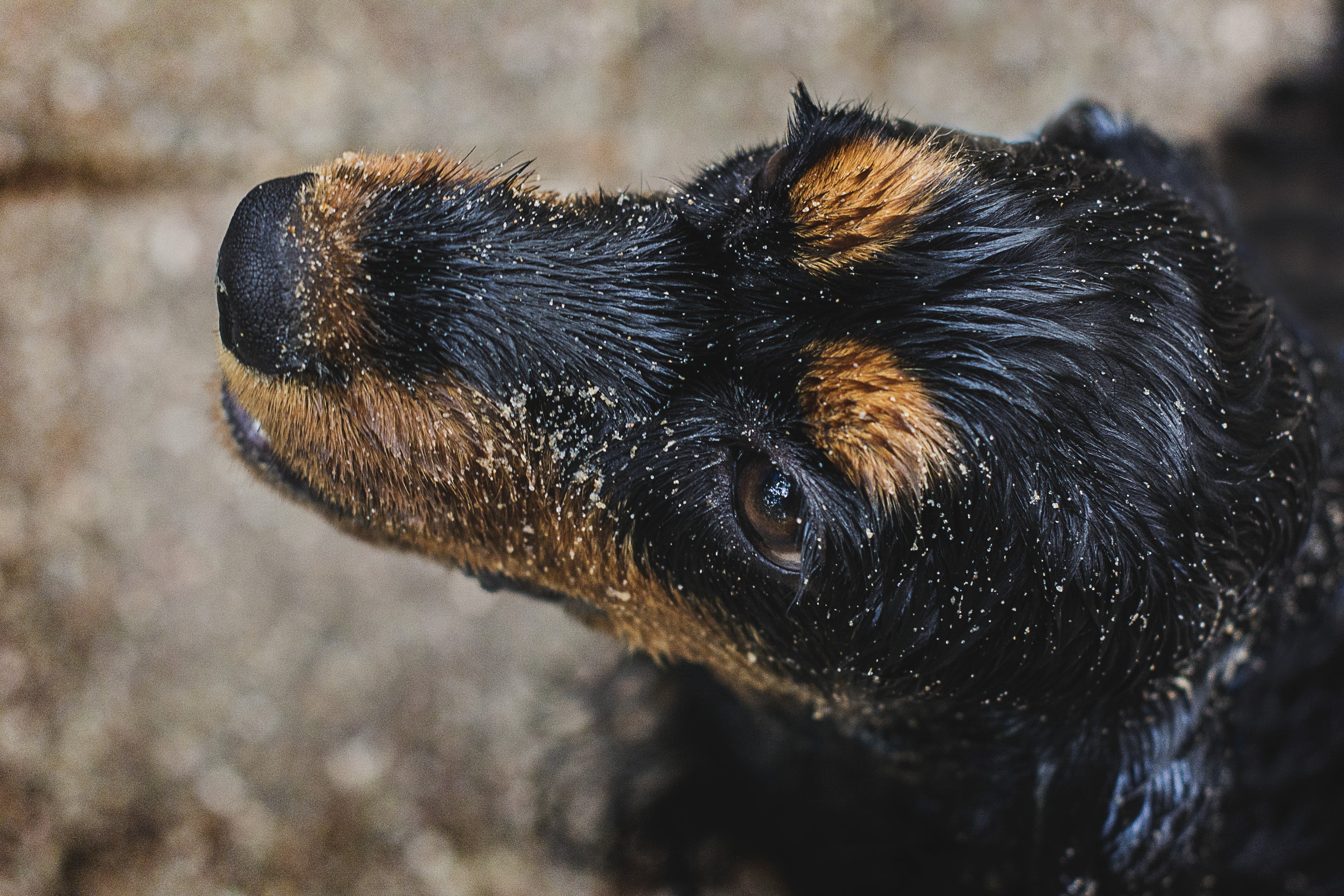 animals in the wild, day, the head of the, black, water, brown, canine, black and tan, animal wildlife, animal, domestic, spaniel, pets, no people, animal head, HD Wallpaper