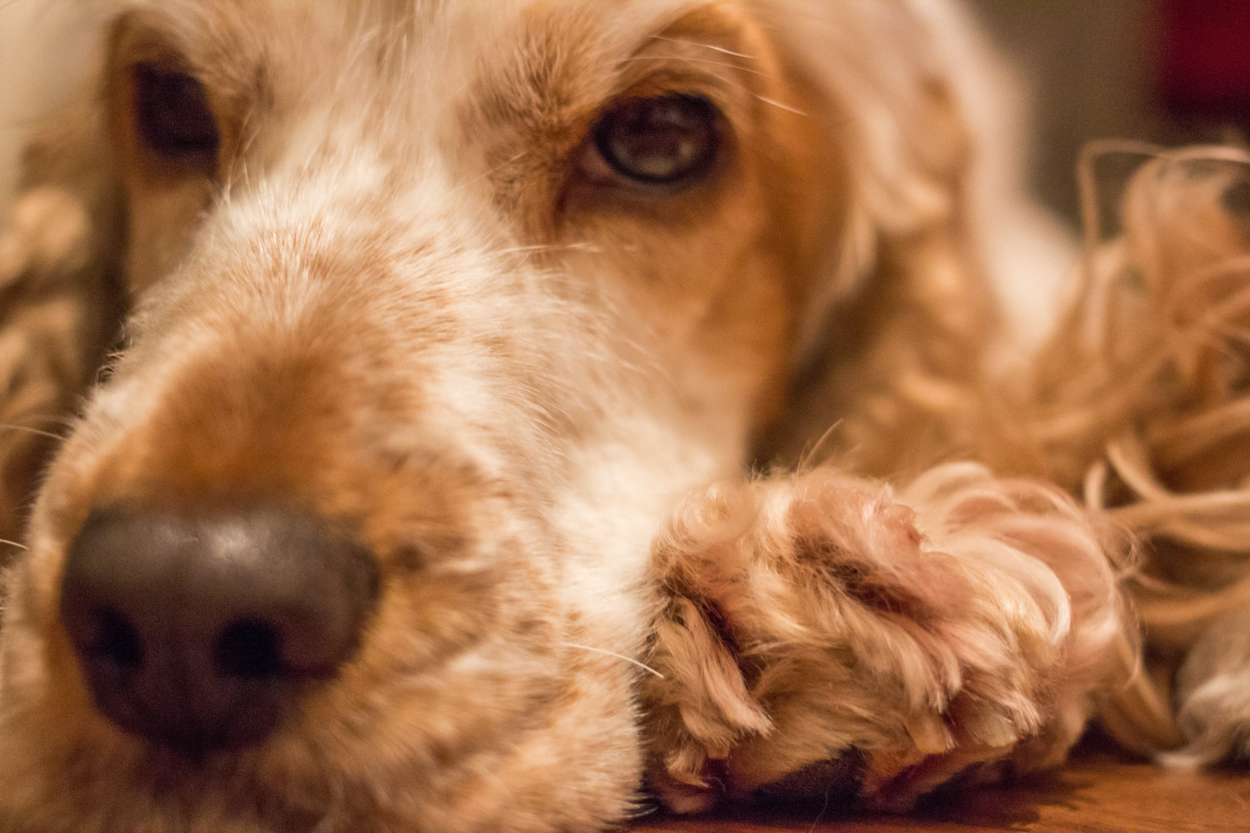 relaxation, dog, golden retriever, animal eye, cute, close-up, lying down, spaniel, english cocker spaniel, indoors, orange mold, cocker, no people, animal, HD Wallpaper
