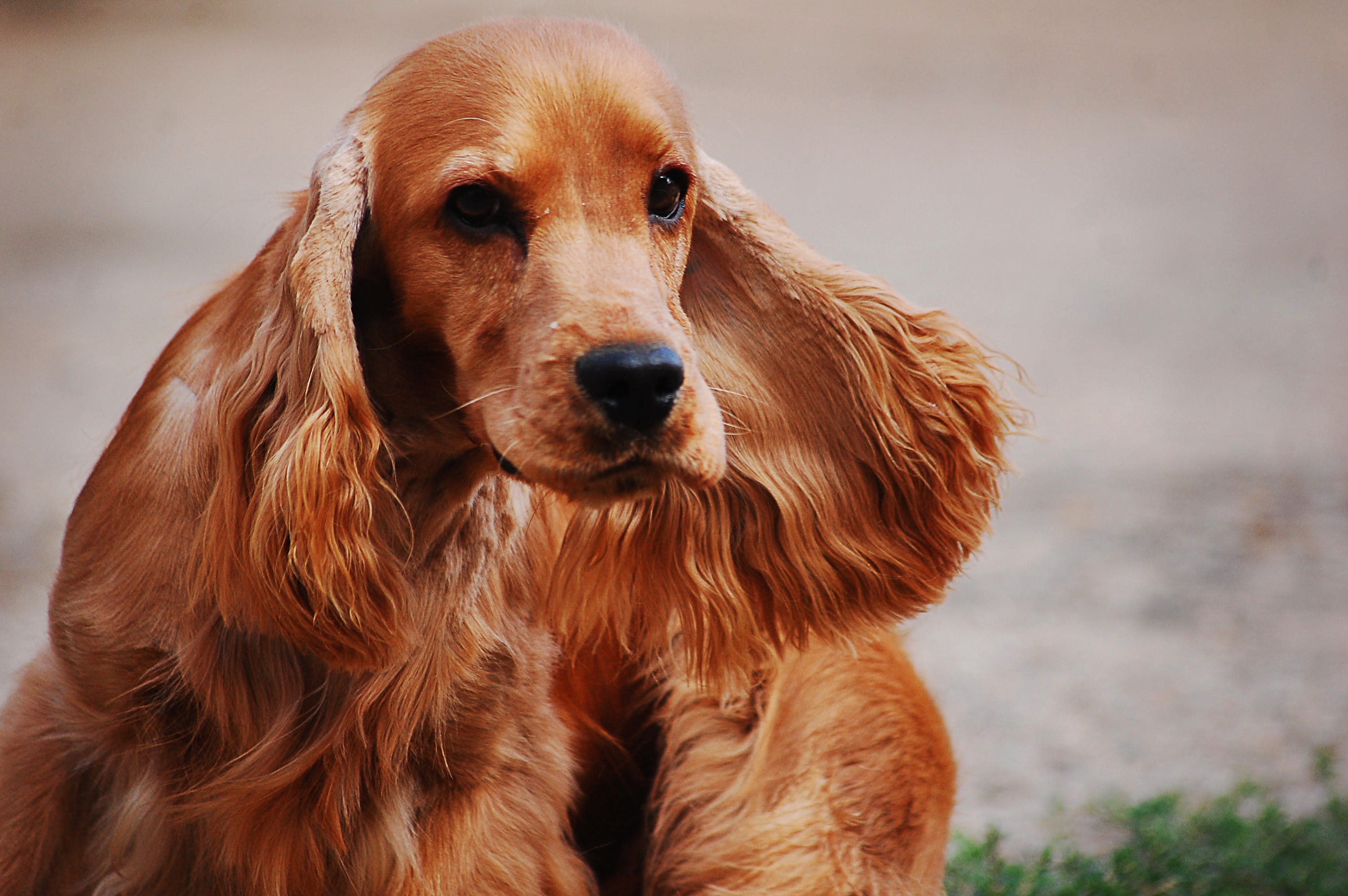 tilt, animal themes, gold, focus on foreground, dachshund, brown, coated, lens, long, spaniel, vertebrate, day, 2K, dog, shift, doggy, mammal, at the court of, HD Wallpaper