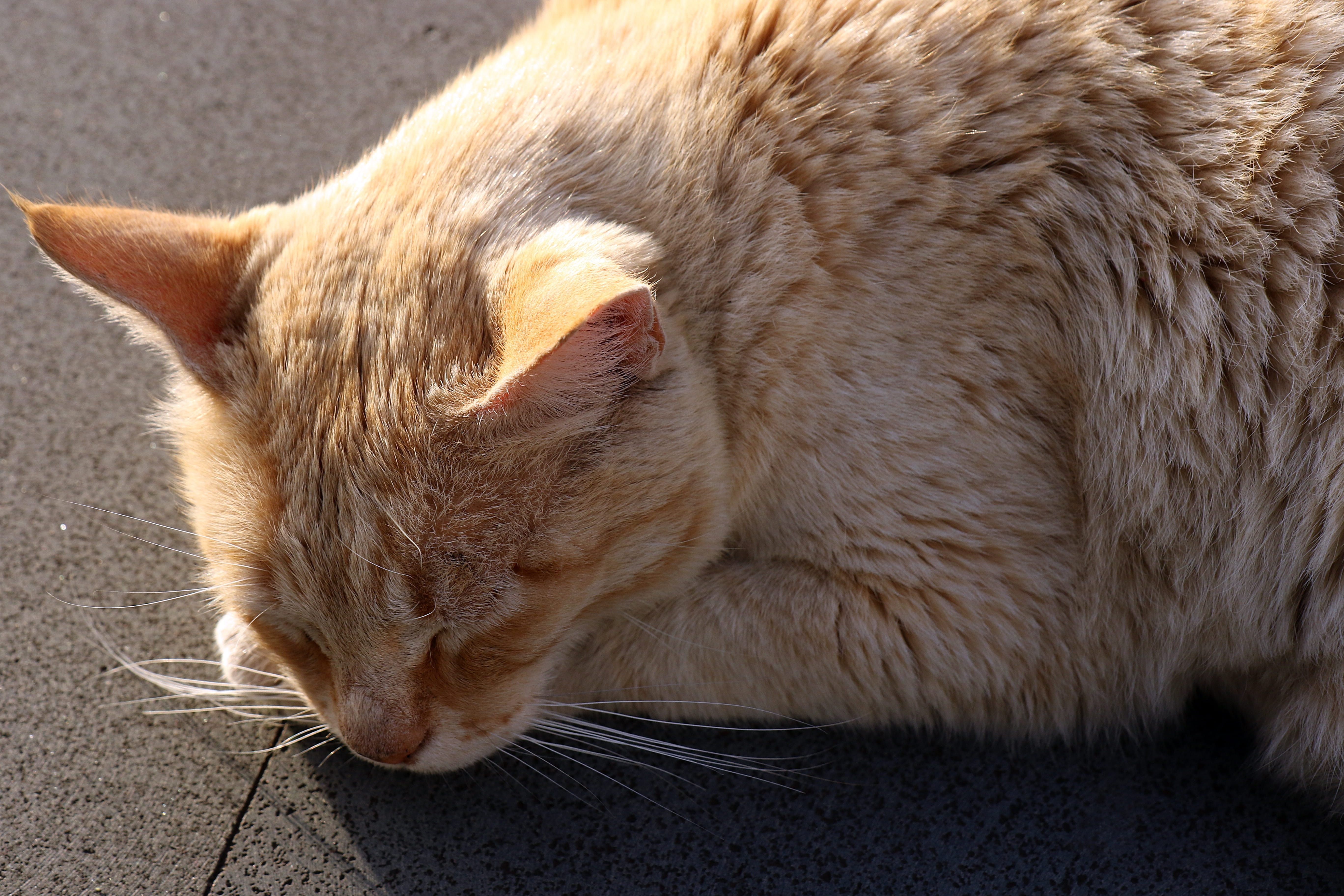 outdoors, red cat, Tomcat, no people, laziness, dom, sleeping, Dream, relaxation, Cat, domestic, rest, lying down, animal themes, animal, animal head, ginger cat, HD Wallpaper