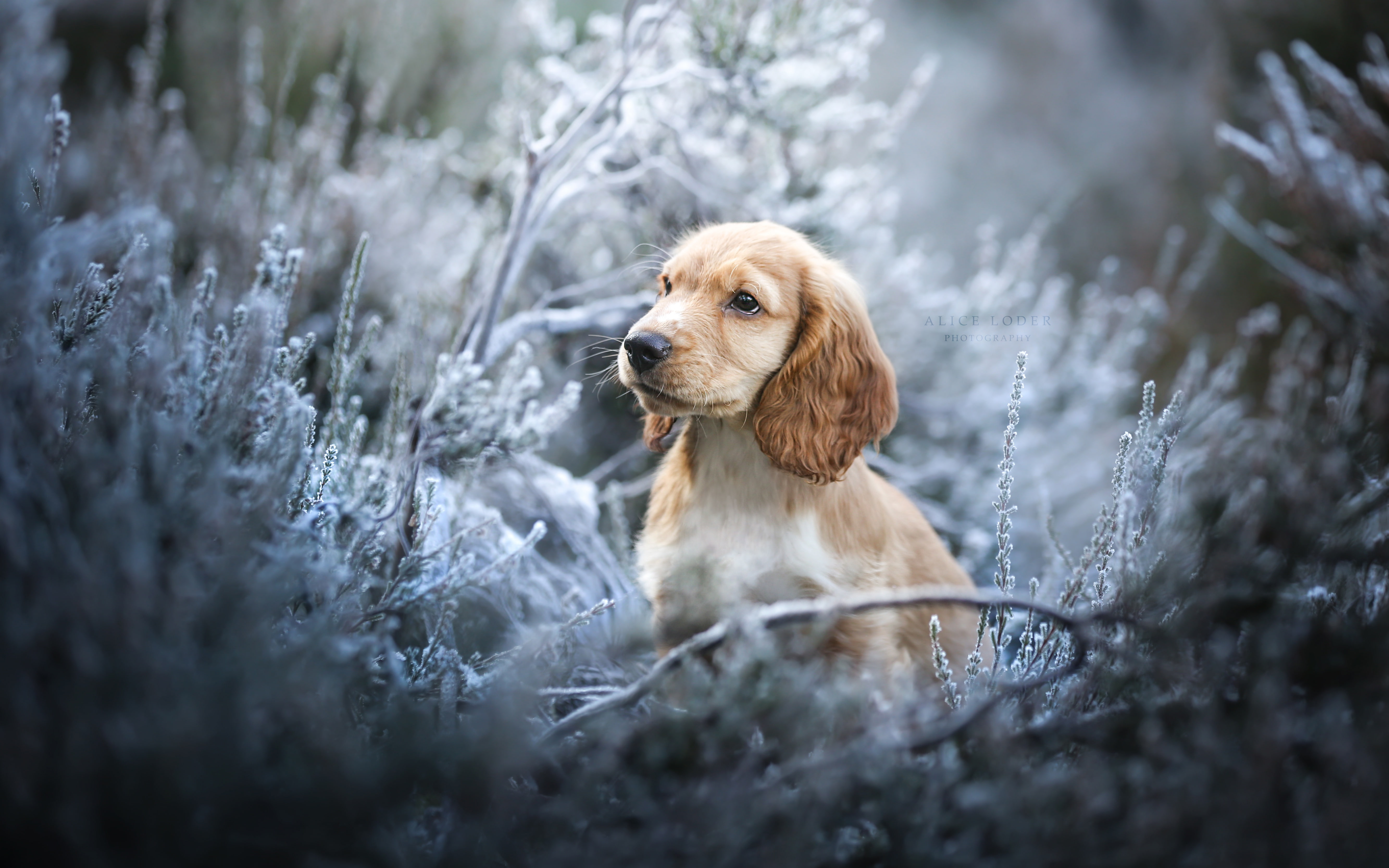 dog, grass, frost, 5K, English Cocker Spaniel, HD Wallpaper