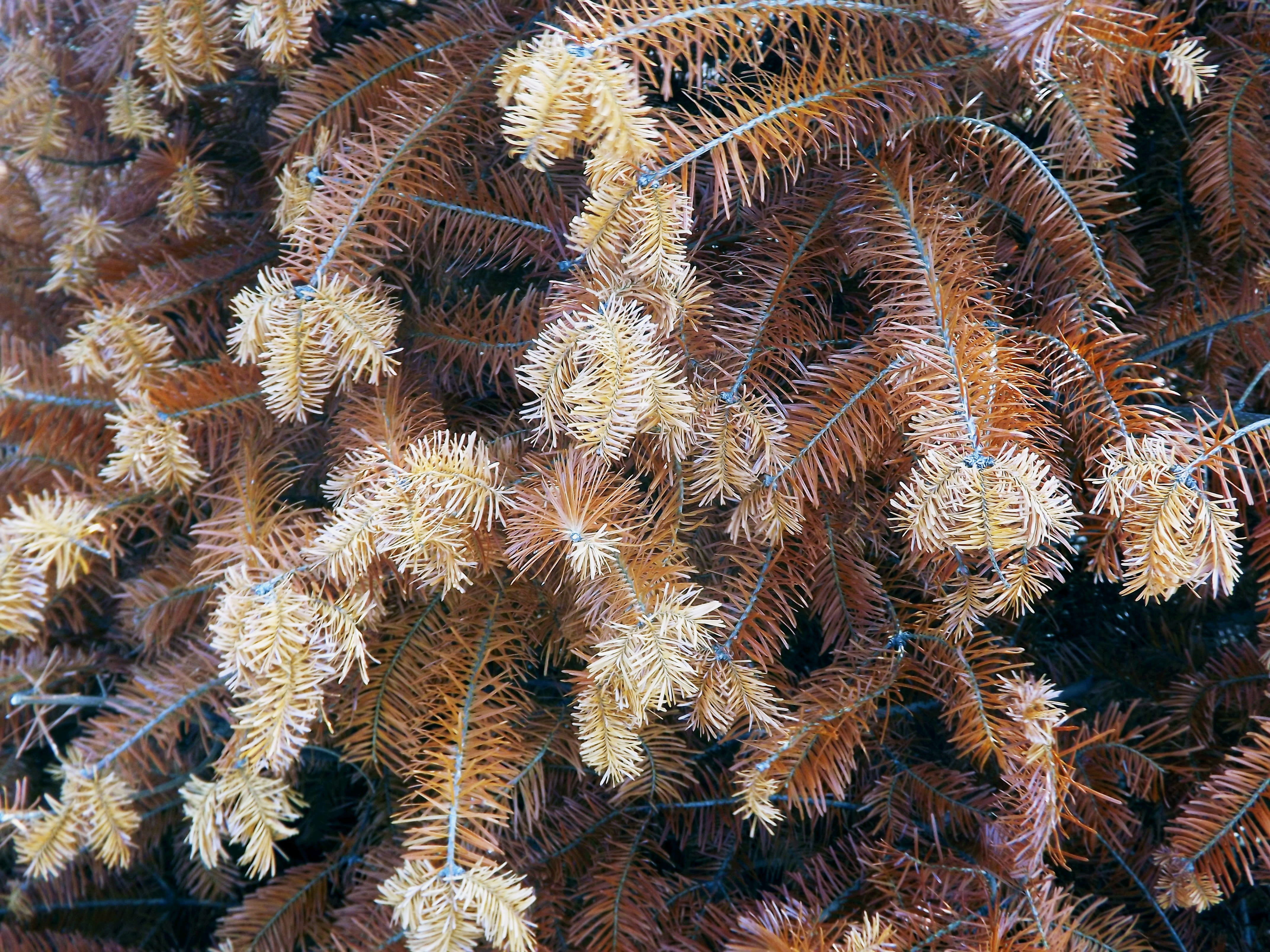 animal themes, coral, color, marine, animals in the wild, backgrounds, underwater, rudy, beauty in nature, sea life, undersea, water, sea, no people, full frame, HD Wallpaper