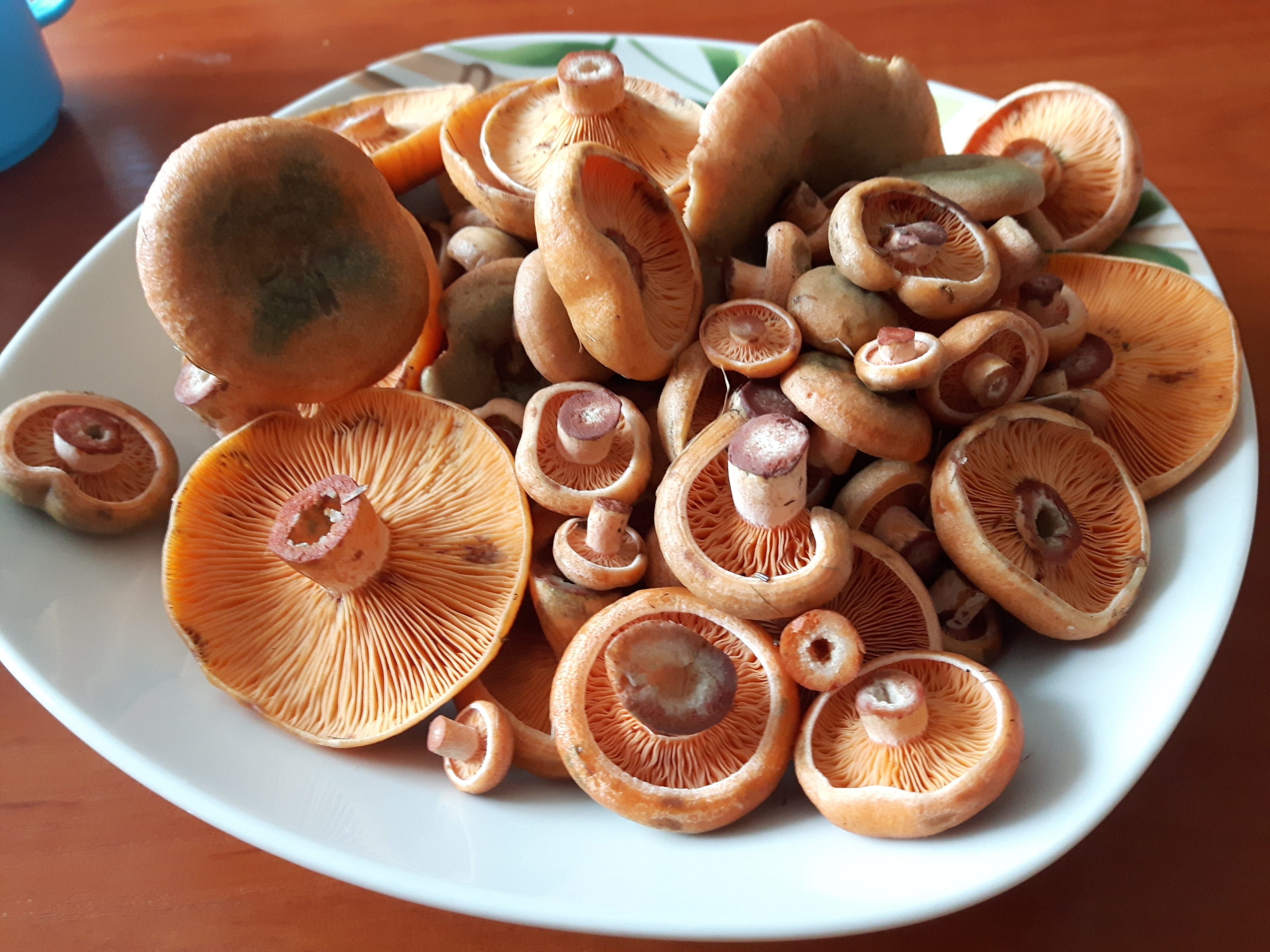 green, forest litter, plants, grass, healthy eating, edible, high angle view, directly above, food, fungus, edible mushroom, still life, flora, autumn, HD Wallpaper