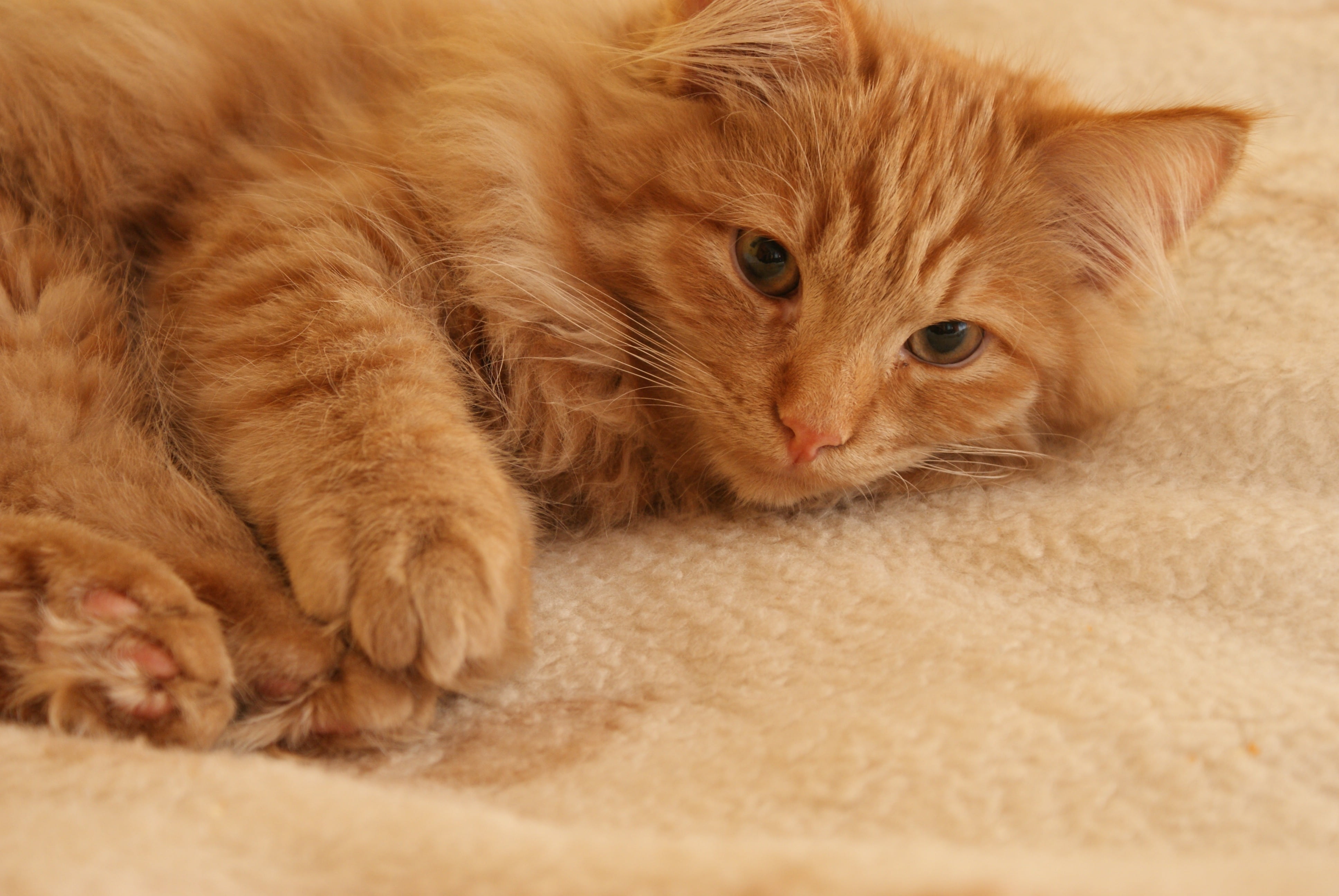 whisker, ginger cat, look, brown, lying Down, animal, no people, fur, animals, cats eyes, home interior, feline, eye, eyes, vertebrate, tomcat, relaxation, HD Wallpaper