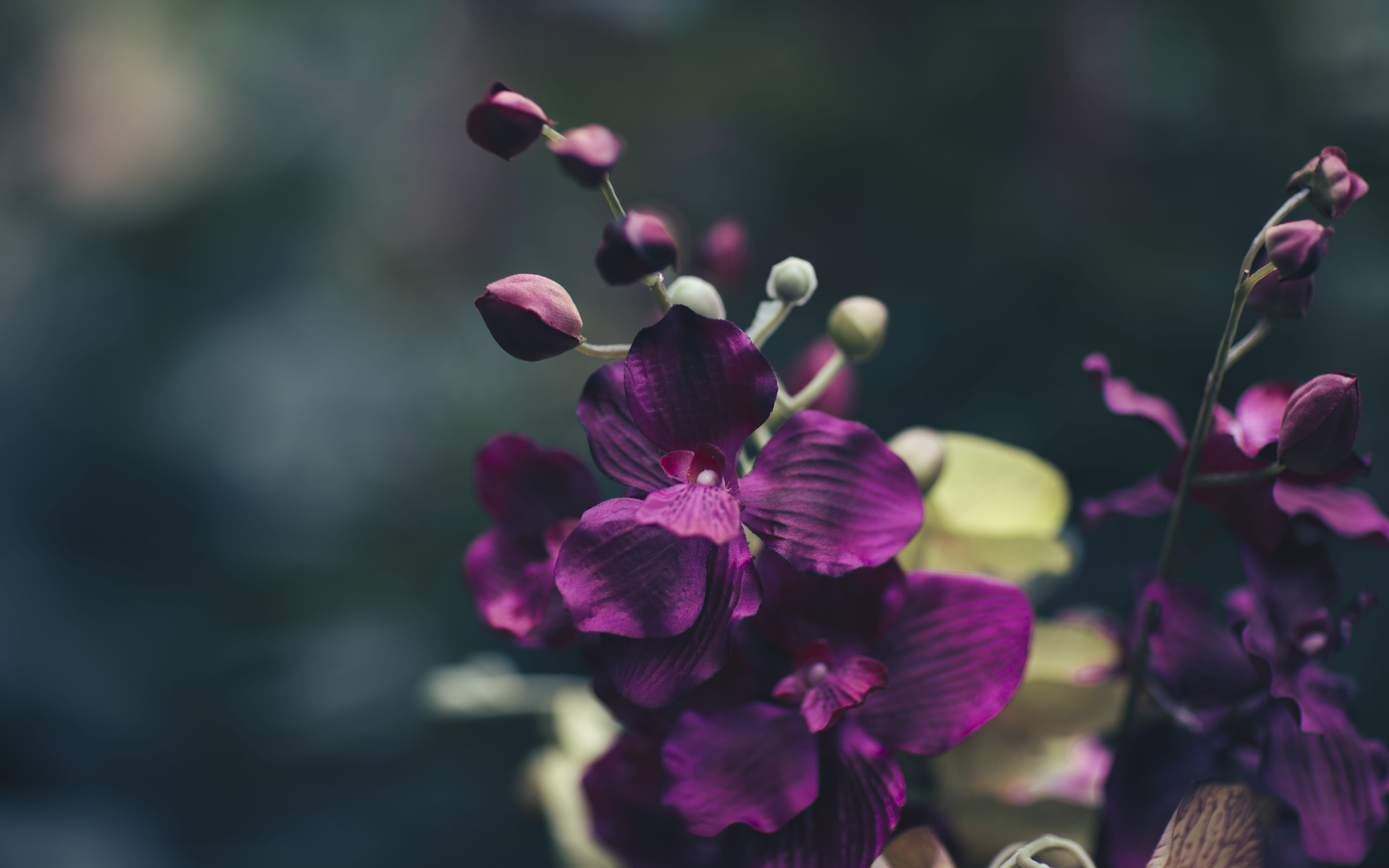 focus on foreground, things, orchid, pink color, close-up, season, little, vulnerability, selective focus, bud, inflorescence, purple, outdoors, petal, HD Wallpaper