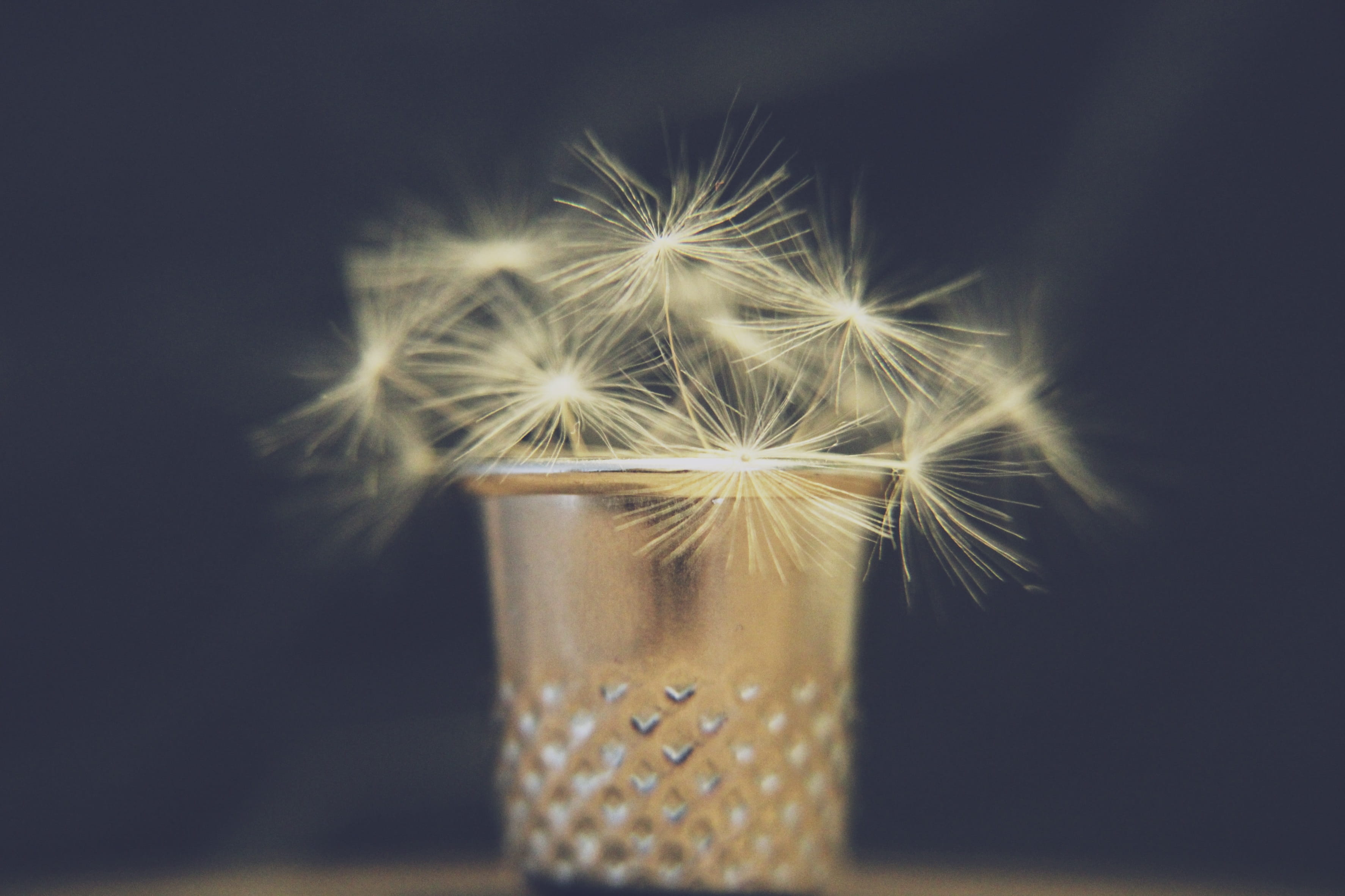 nature, beauty in nature, flower head, 2K, no people, dandelion, selective focus, seeds, decoration, focus on foreground, flowering plant, close-up, wish you, HD Wallpaper