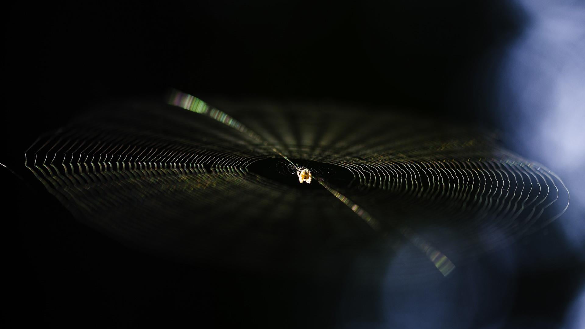 macro photograpgy, abstract, feather, tiny, photography, tiny creature, no people, animal, nice feeling, body part, 1080P, beauty in nature, blur, bokeh, HD Wallpaper