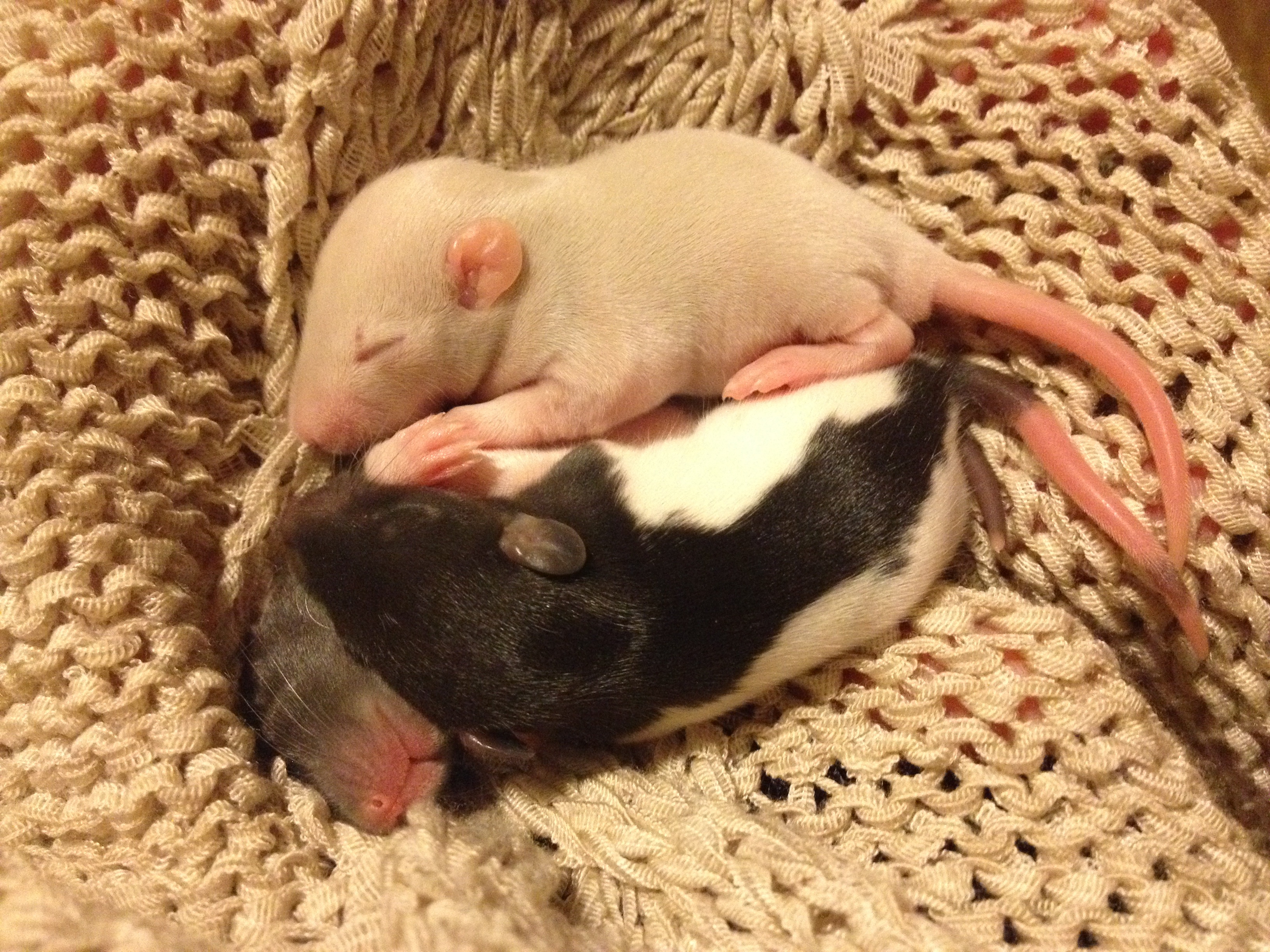 sleeping, rat, domestic animals, favorite, animal, young, 2K, vertebrate, pets, high angle view, pet, cat, mammal, lying down, resting, sweet, whisker, HD Wallpaper
