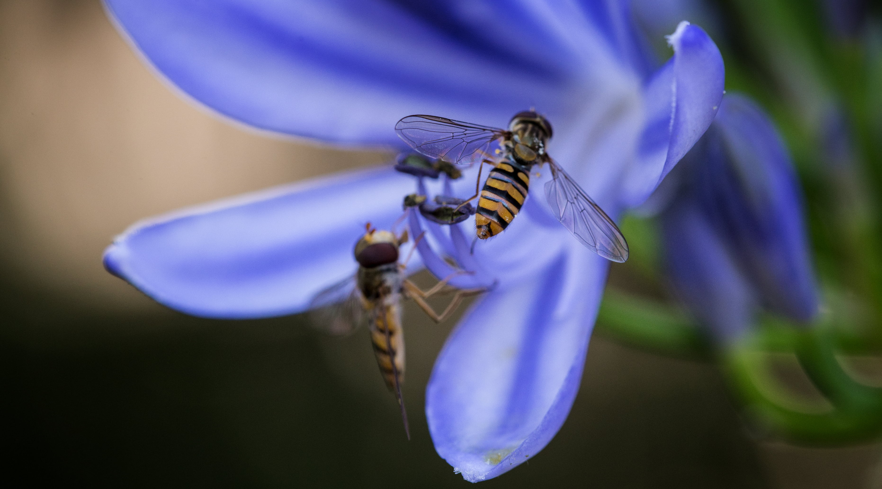 outdoor, Makro, nature, blossom, flower, Tiere, close-up, animal Wing, 2K, Natur, photo, animal, macro, Blume, Tier, bee, yellow, insect, II, pollen, pollination, HD Wallpaper