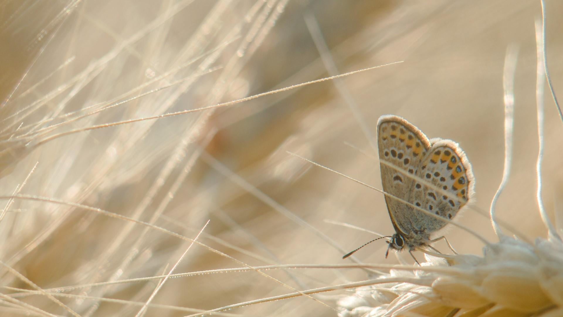1080P, plant, one animal, animal wildlife, romania, nice feeling, nature, sweet light, insect, day, outdoors, vaslui, butterfly - insect, animal themes, HD Wallpaper