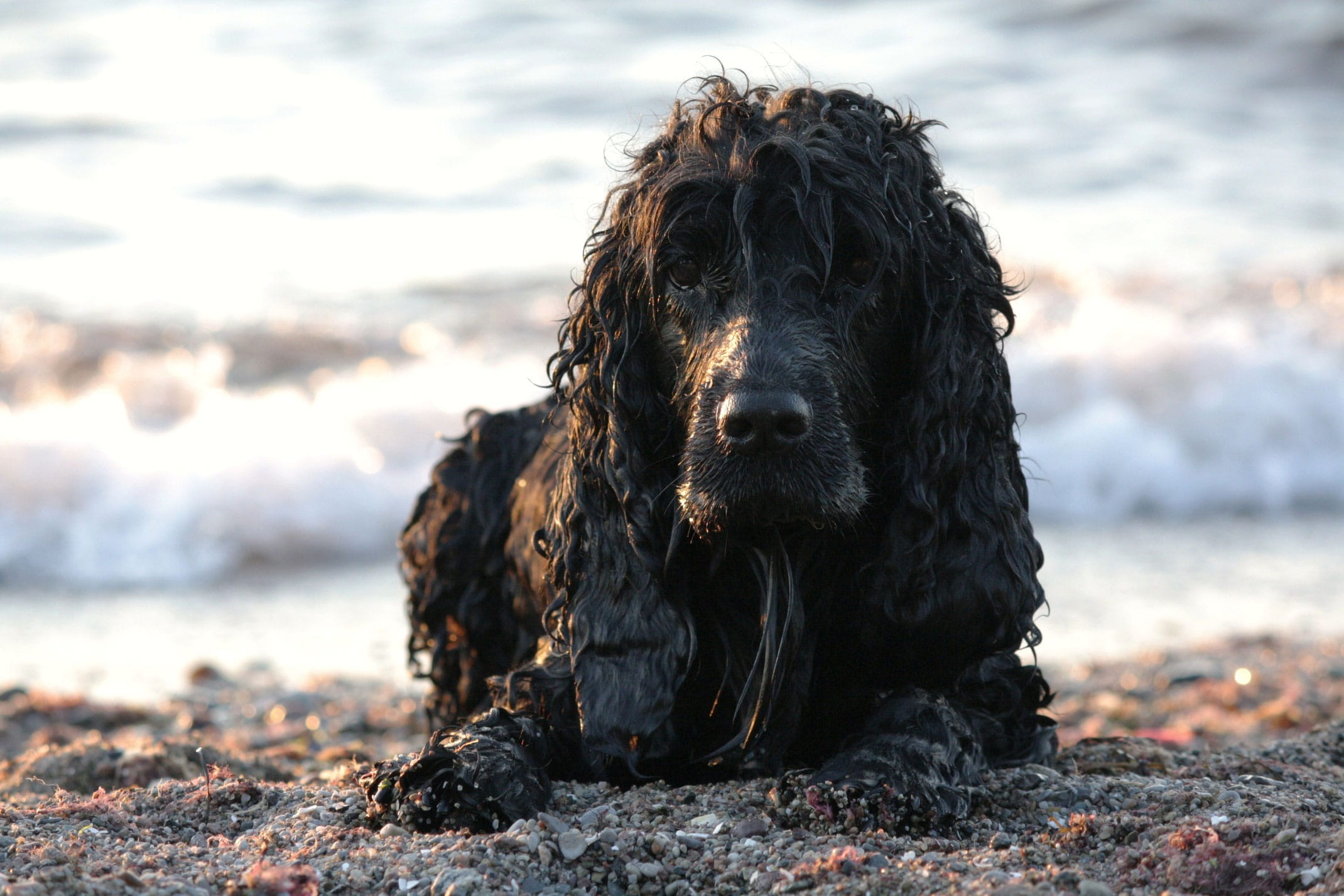 lifestyle, looking at camera, spaniel, canine, focus on foreground, beach, pets, seaside, mammal, Dog, wet, Animal, animal head, outdoors, domestic, sea, HD Wallpaper