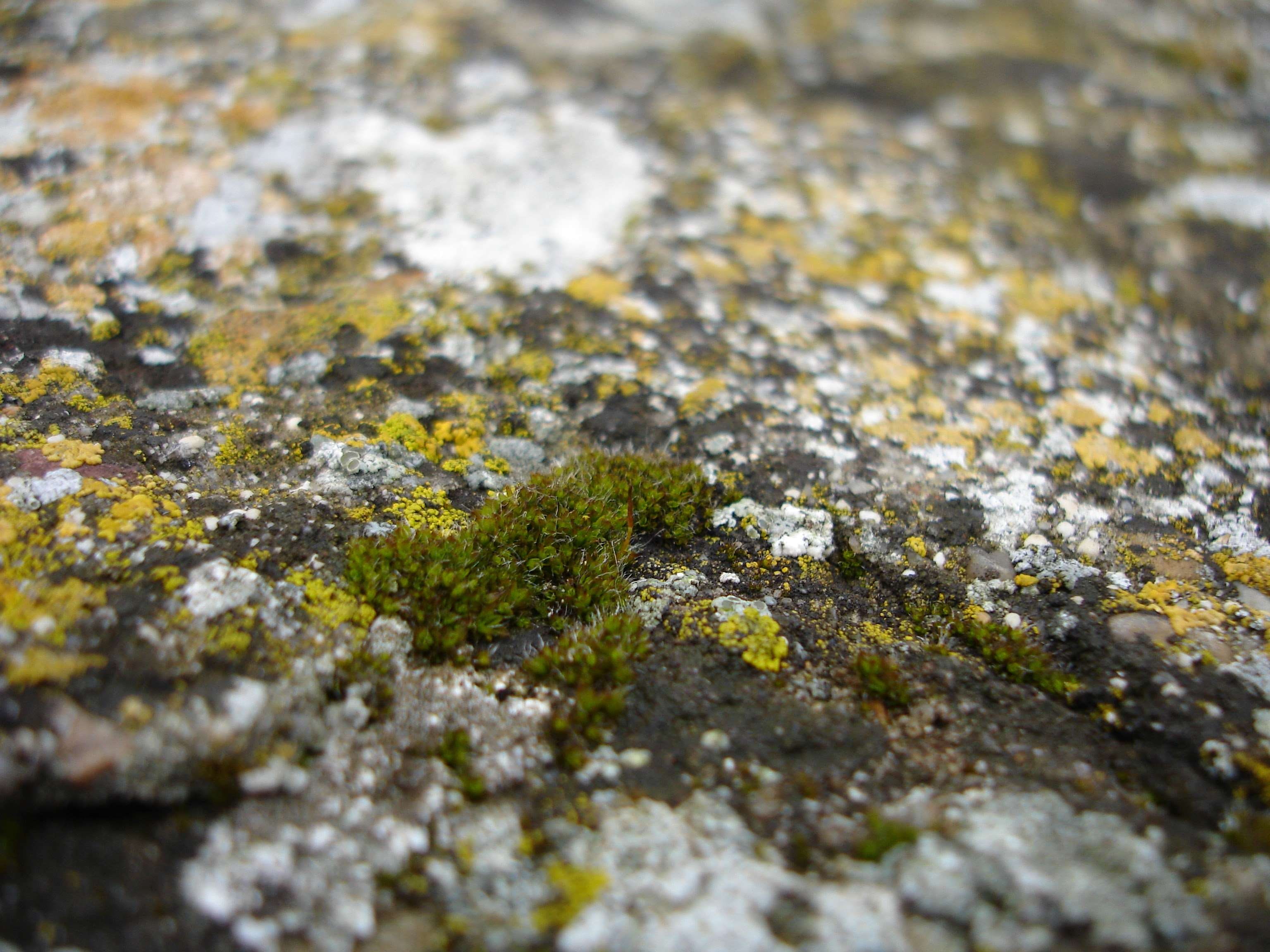 lichen, rock, pattern, day, no people, rough, closeup, green color, stone, outdoors, backgrounds, green, growth, beauty in nature, macro, plant, solid, HD Wallpaper