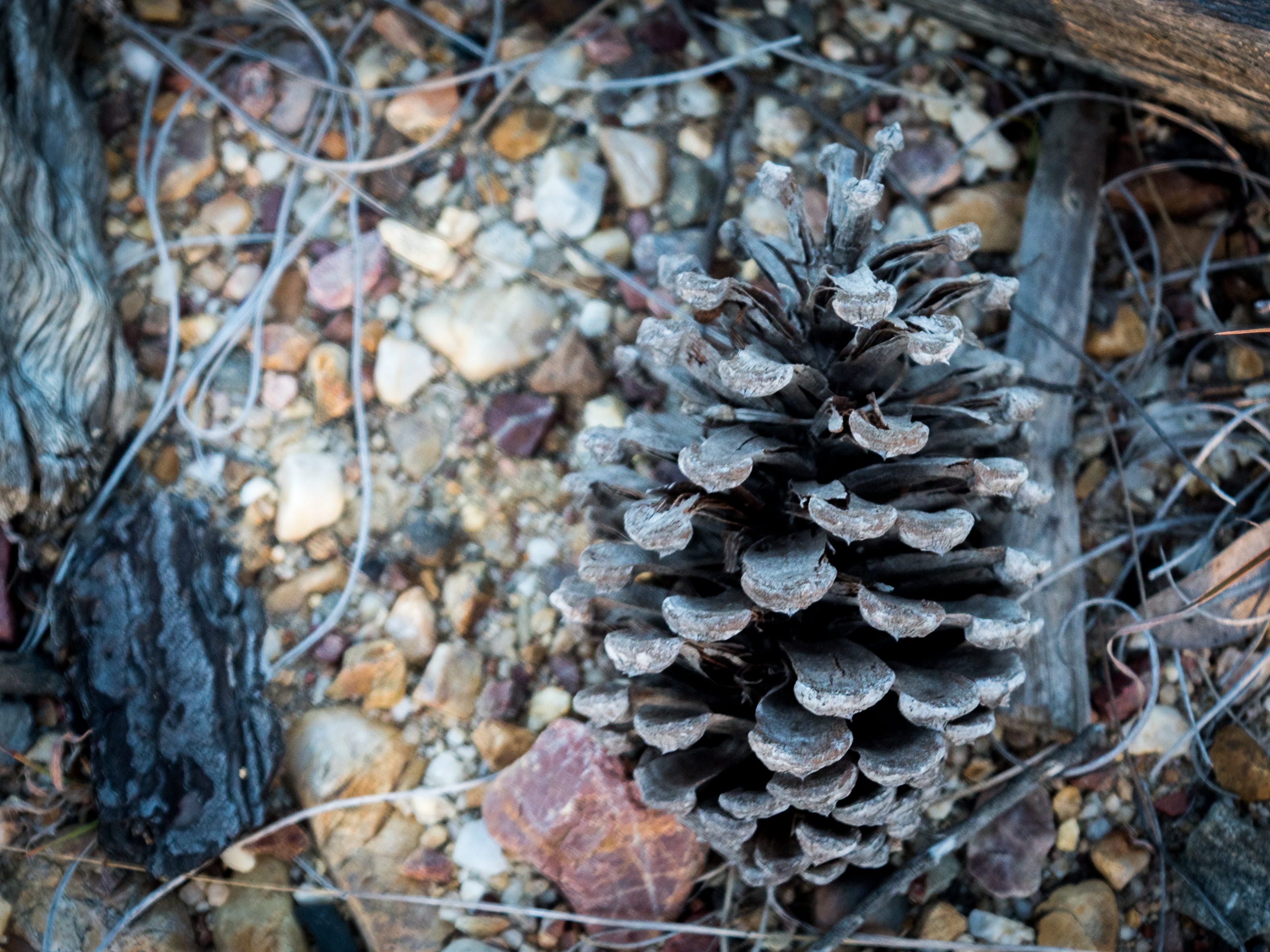land, plant, nature, leaves, natural pattern, outdoors, field, australia, close-up, rocks, no people, pine cone, wheel, forest, change, dry, day, beauty in nature, HD Wallpaper