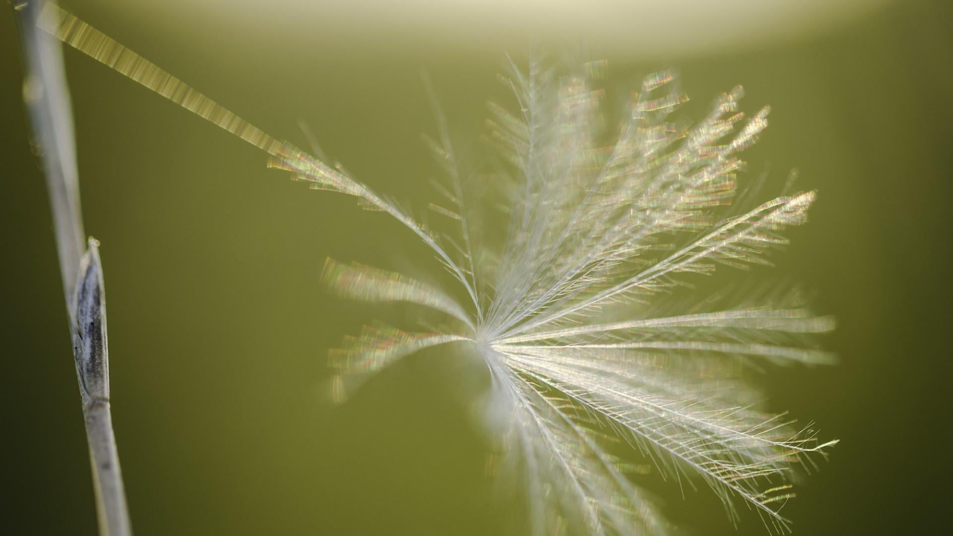 sweet light, 1080P, beautiful macro, green color, growth, brasov, grass, romania, sunlight, selective focus, food and drink, nice feeling, beauty in nature, HD Wallpaper