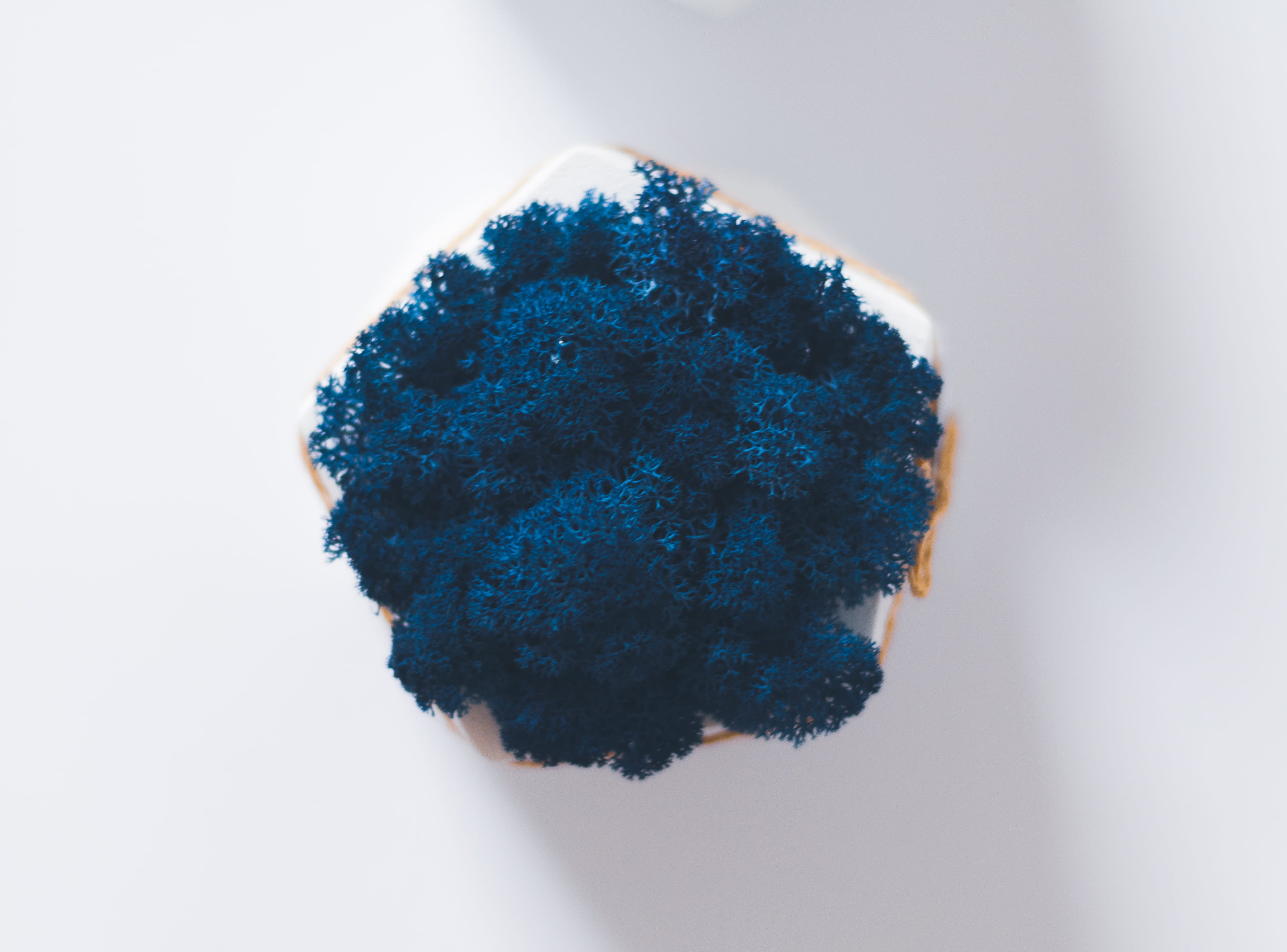 little things, indoors, indulgence, snack, white background, navy blue, blue, no people, abstract, freshness, sweet, flatlay, on white, sweet food, HD Wallpaper
