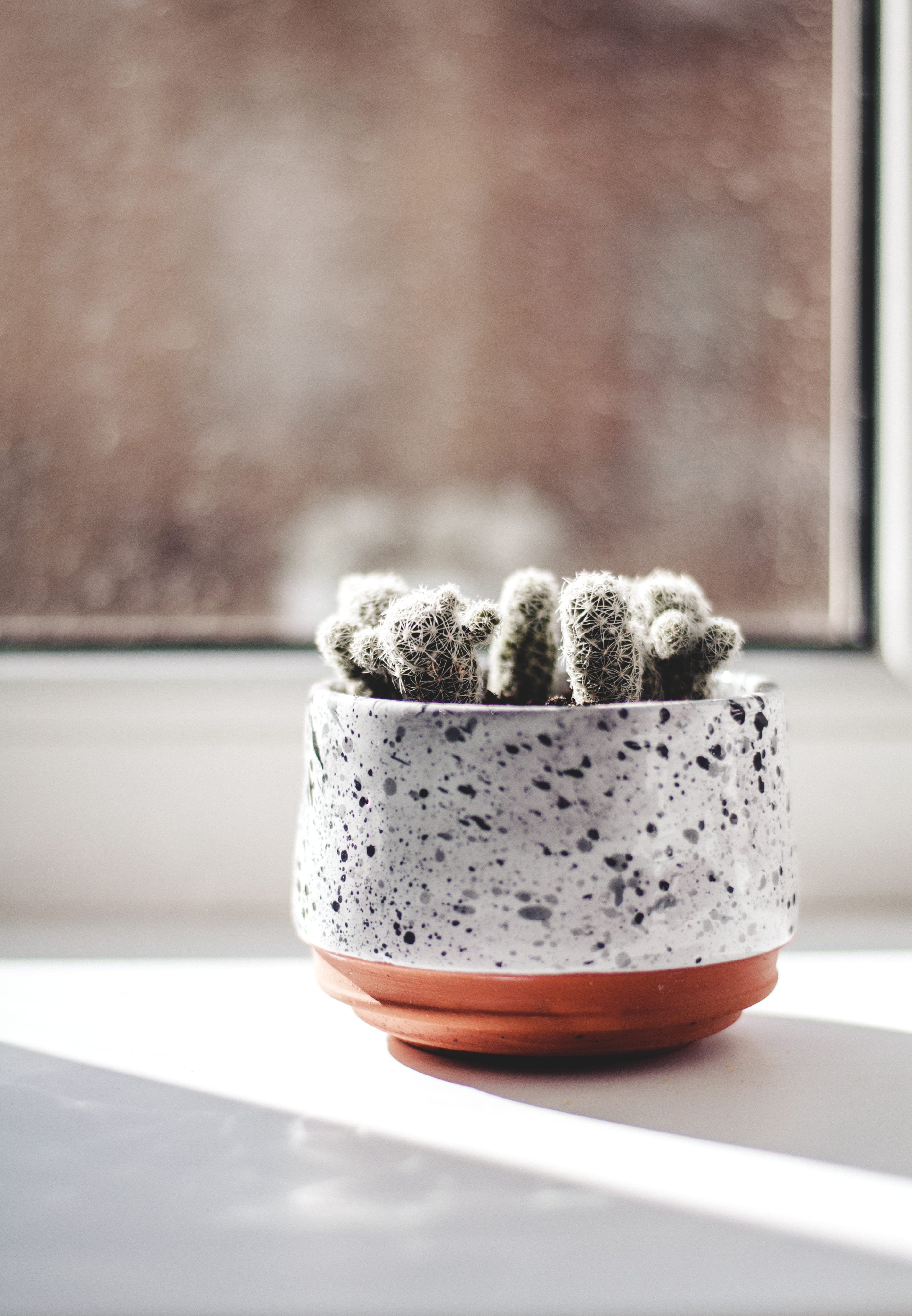container, cacti, glass - material, still life, indoor plant, cactu, no people, daylight, home plant, glass, succulent plant, day, close-up, growth, house, Phone HD Wallpaper