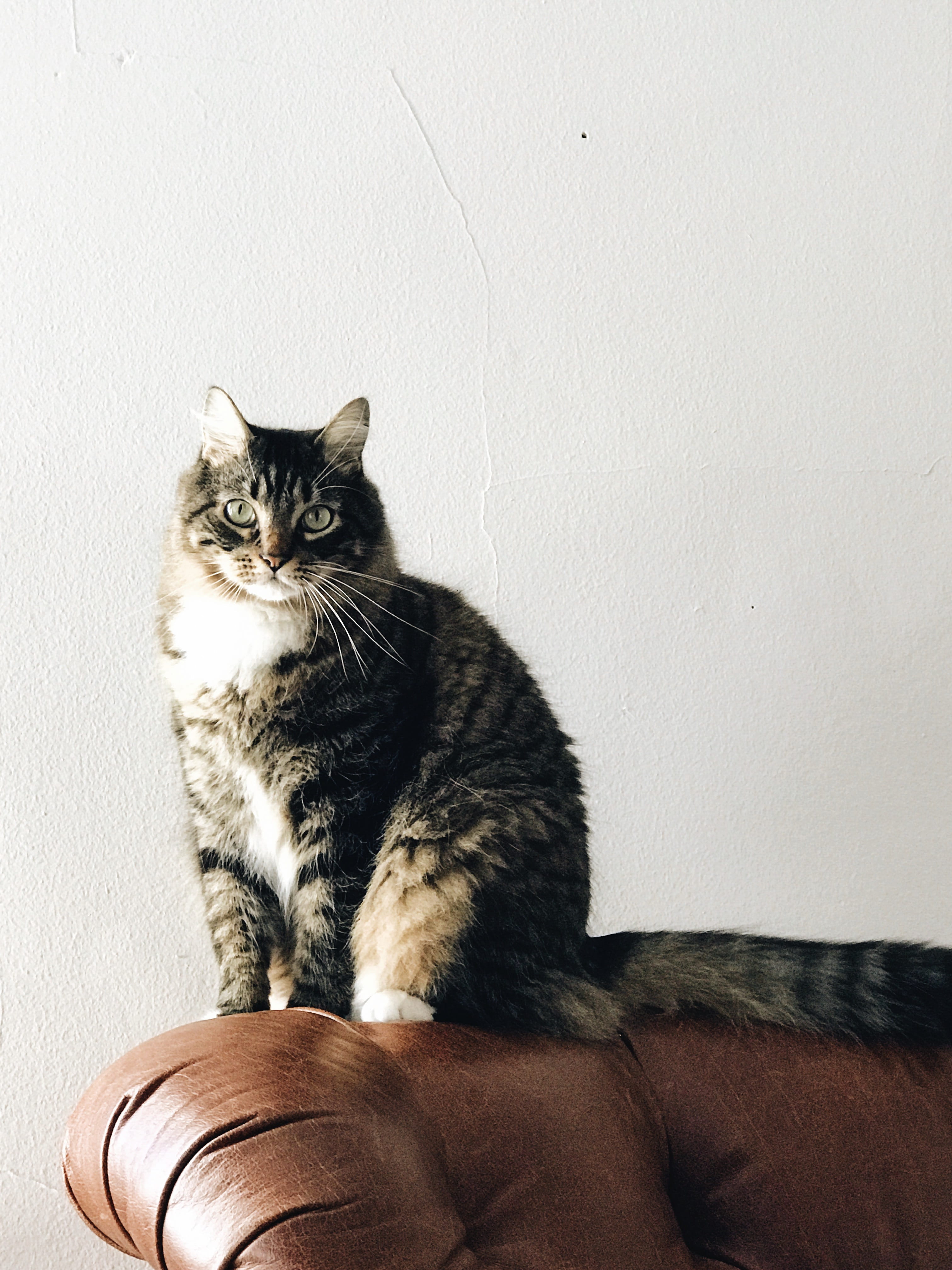 home interior, one animal, domestic animals, domestic, people, joy, vertebrate, relationship, united states, feline, indoors, large, life, big, portrait, Phone HD Wallpaper